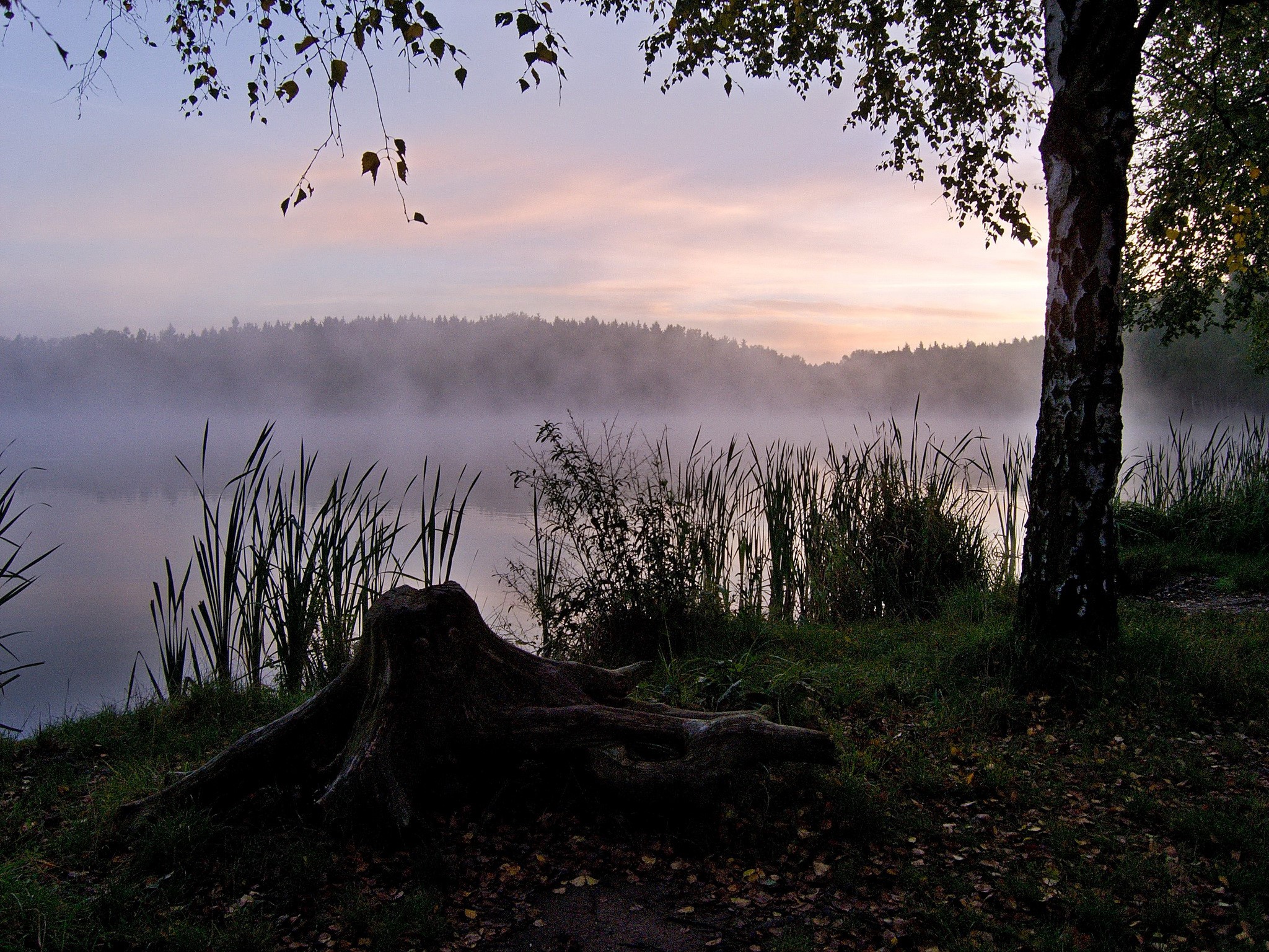 Misty lake at sunrise with tree stump and birch tree HD Wallpaper