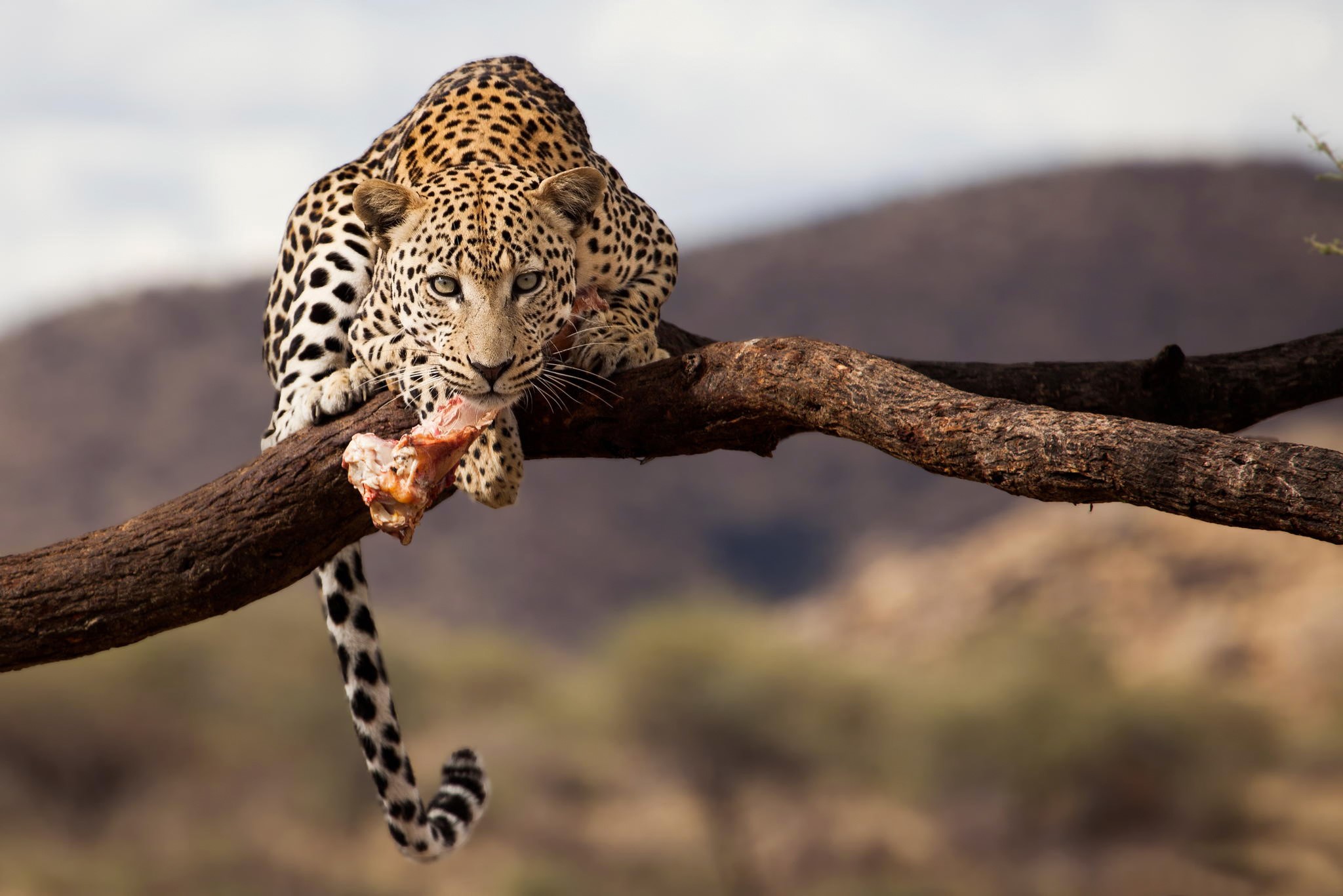 Leopard eating meat on a tree branch HD Wallpaper