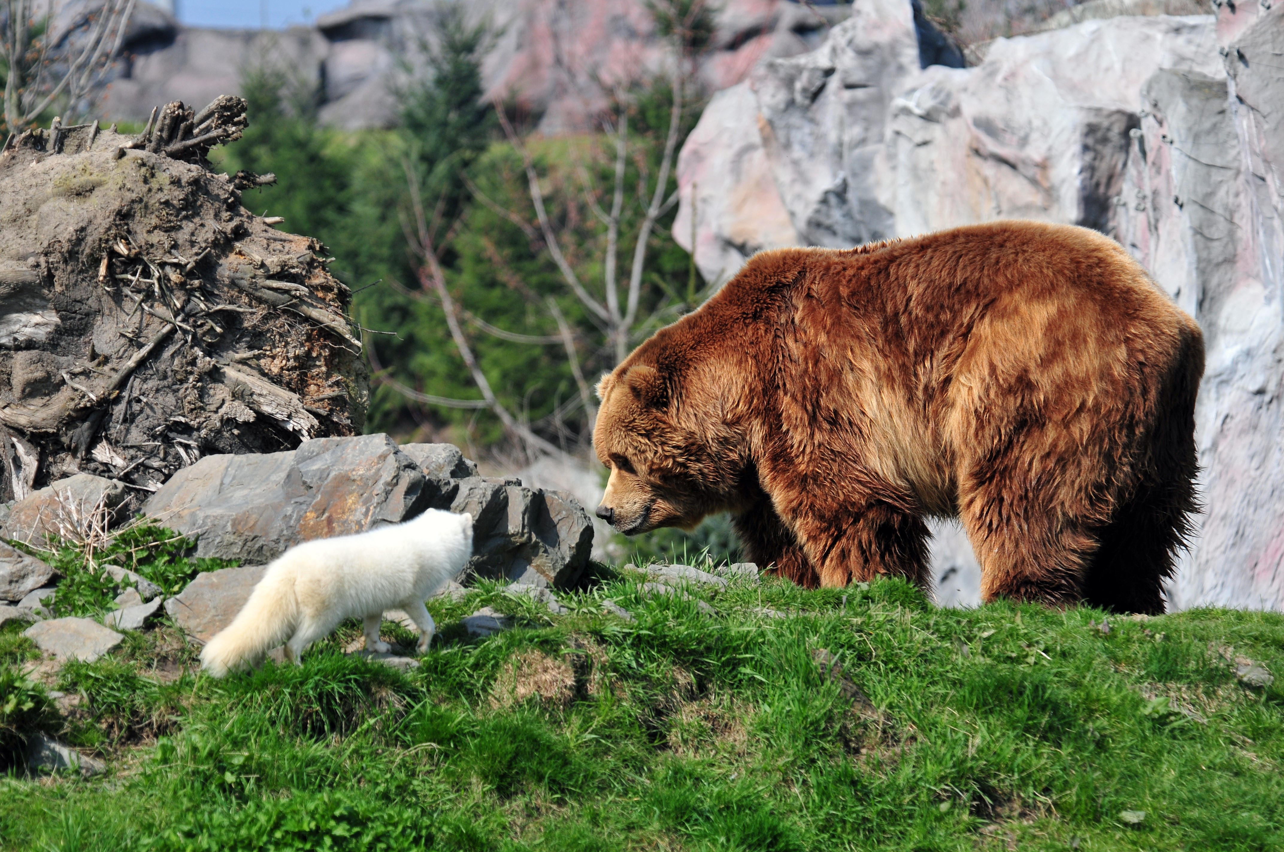 Brown Bear and Arctic Fox in rocky habitat HD Wallpaper