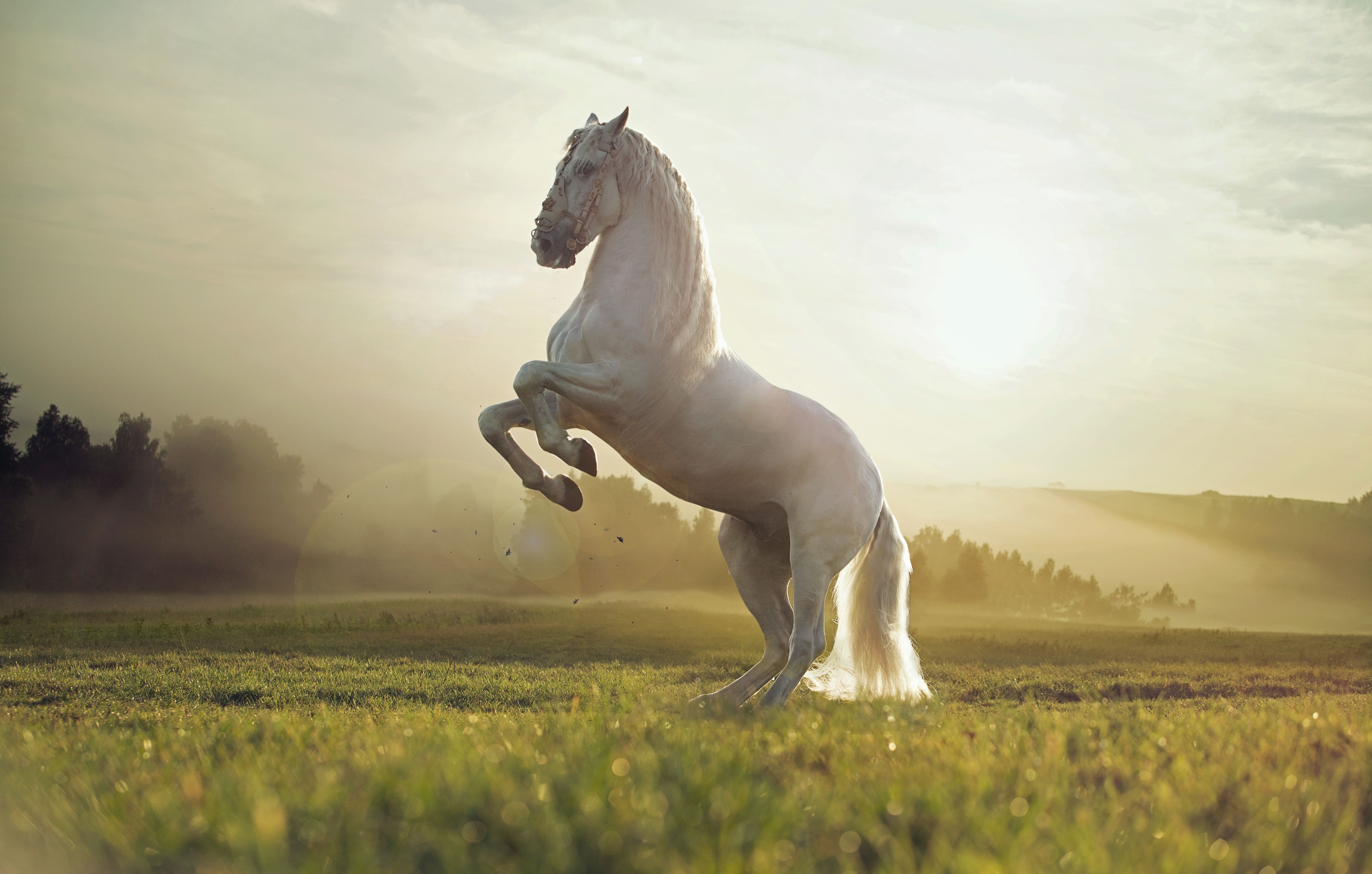 White horse rearing in a field at sunrise HD Wallpaper