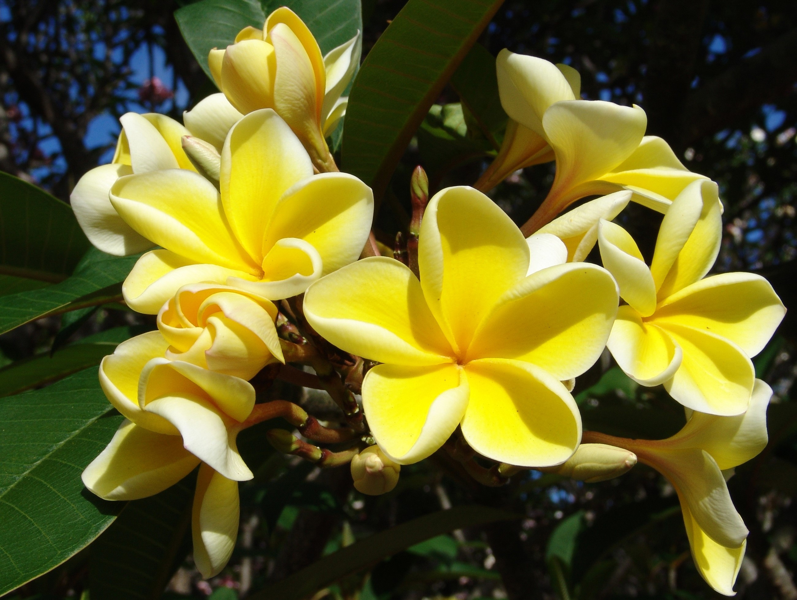 Yellow Plumeria Flowers HD Wallpaper