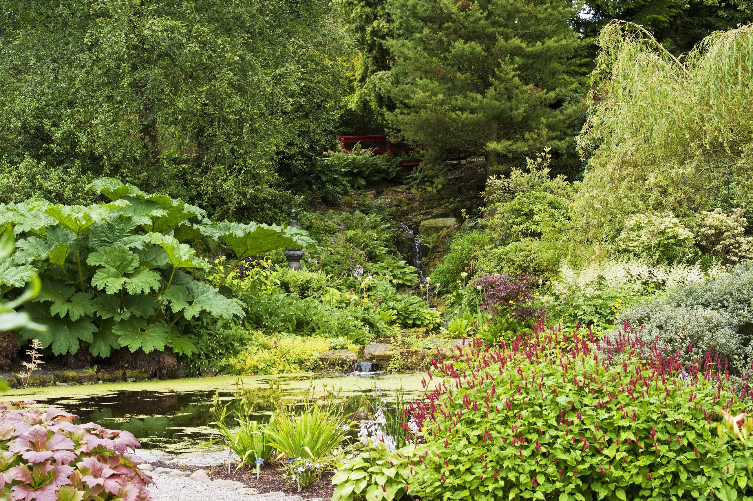 A tranquil garden with a pond and lush greenery HD Wallpaper