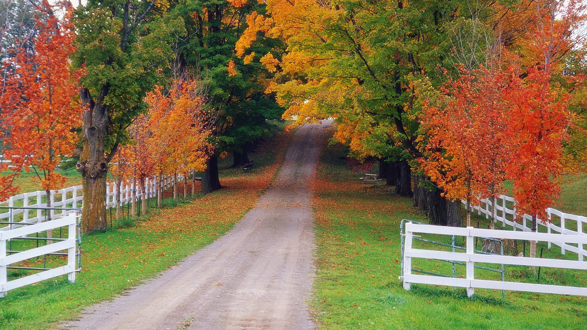 Autumn trees line a dirt road with white fences HD Wallpaper