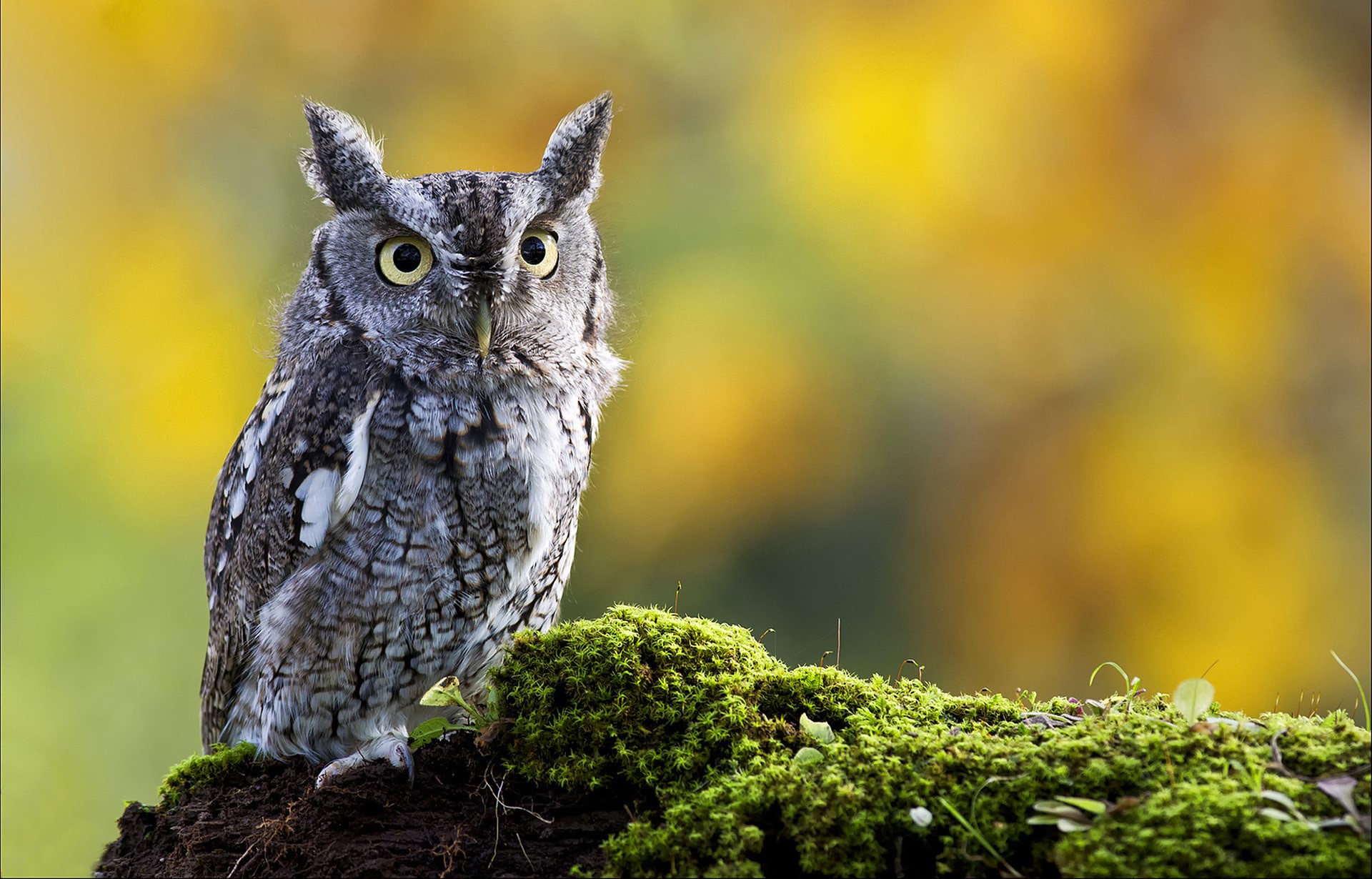 Eastern Screech Owl perched on mossy log HD Wallpaper