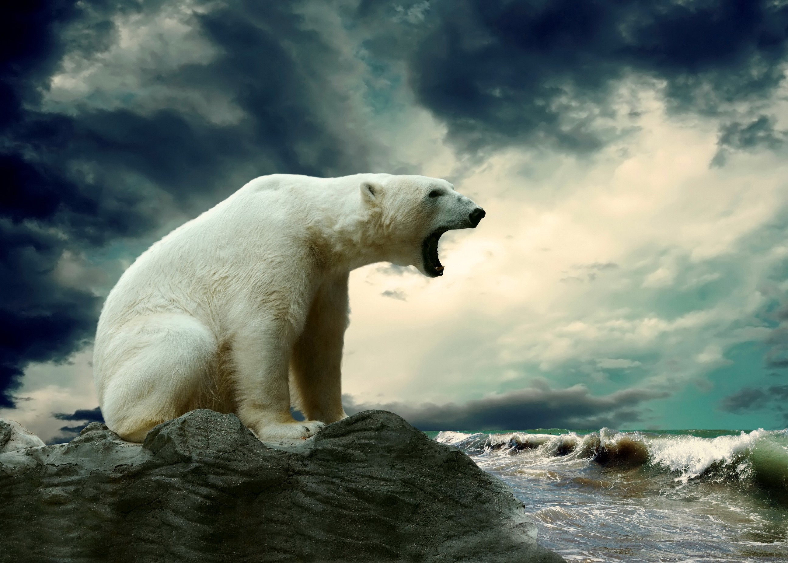 Polar bear roaring on rocks with stormy sea and sky HD Wallpaper