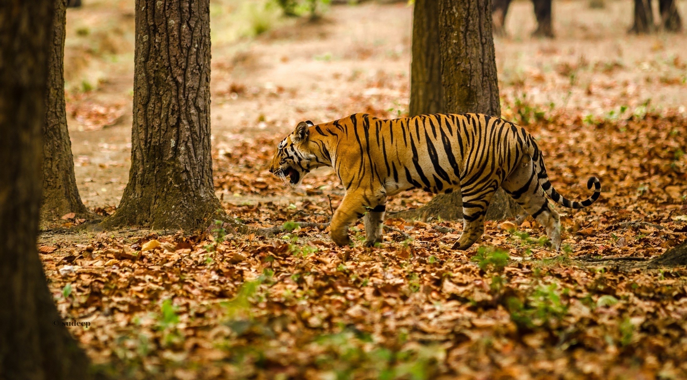 Tiger walking through a forest with fallen leaves HD Wallpaper
