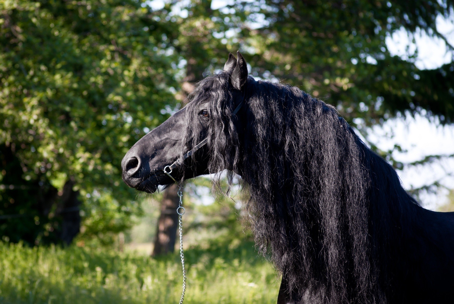 Black Friesian horse with long mane HD Wallpaper