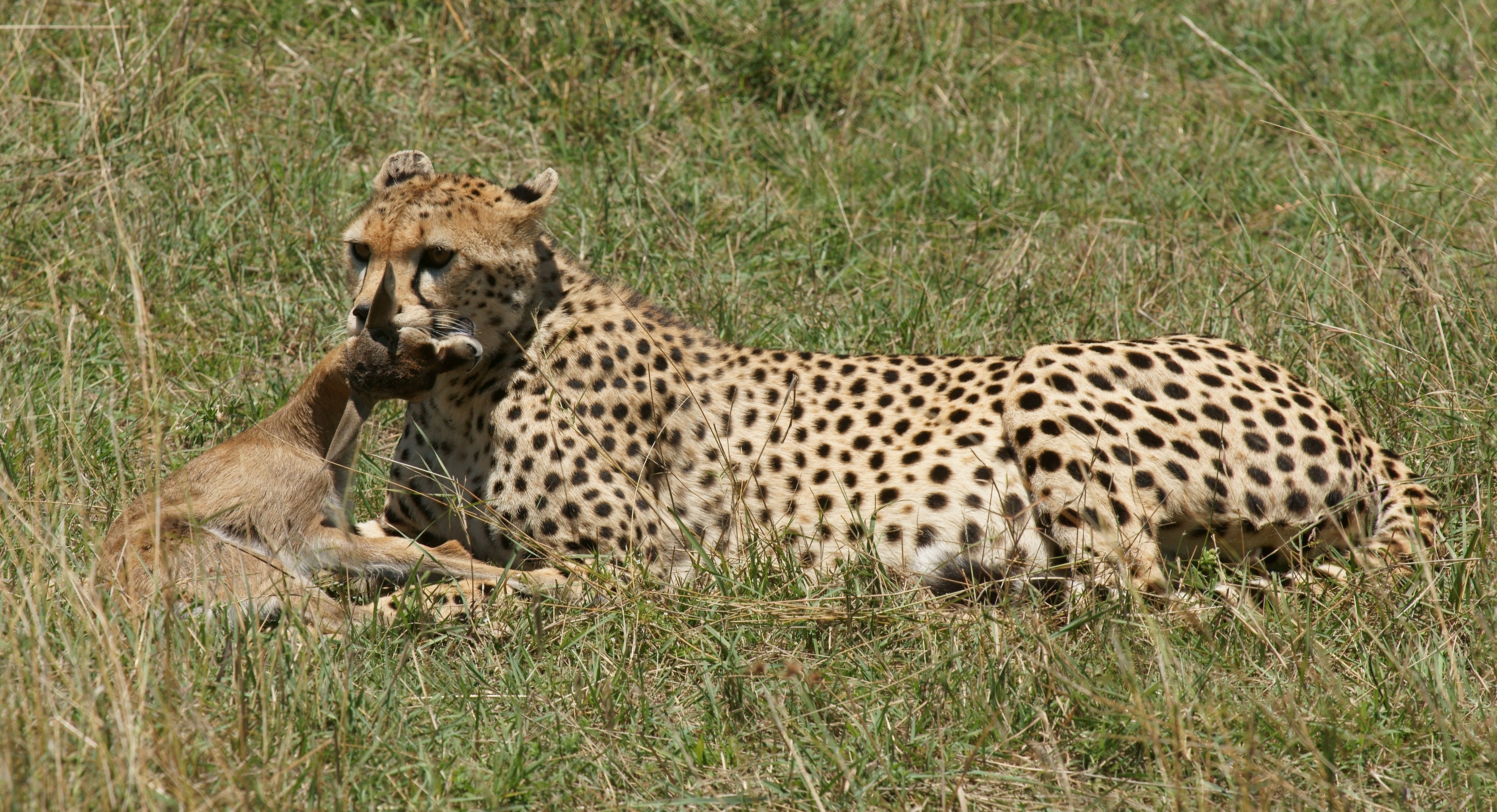 Cheetah with prey in grassy field HD Wallpaper
