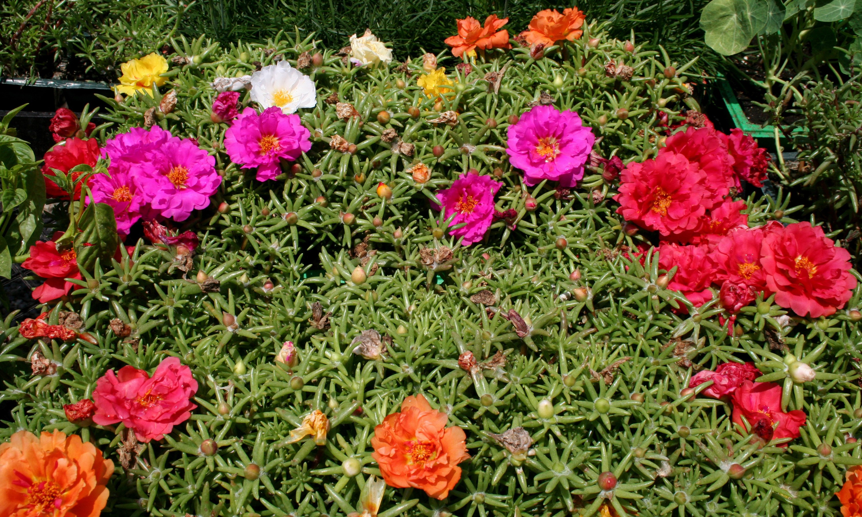 Portulaca flowers in various colors HD Wallpaper