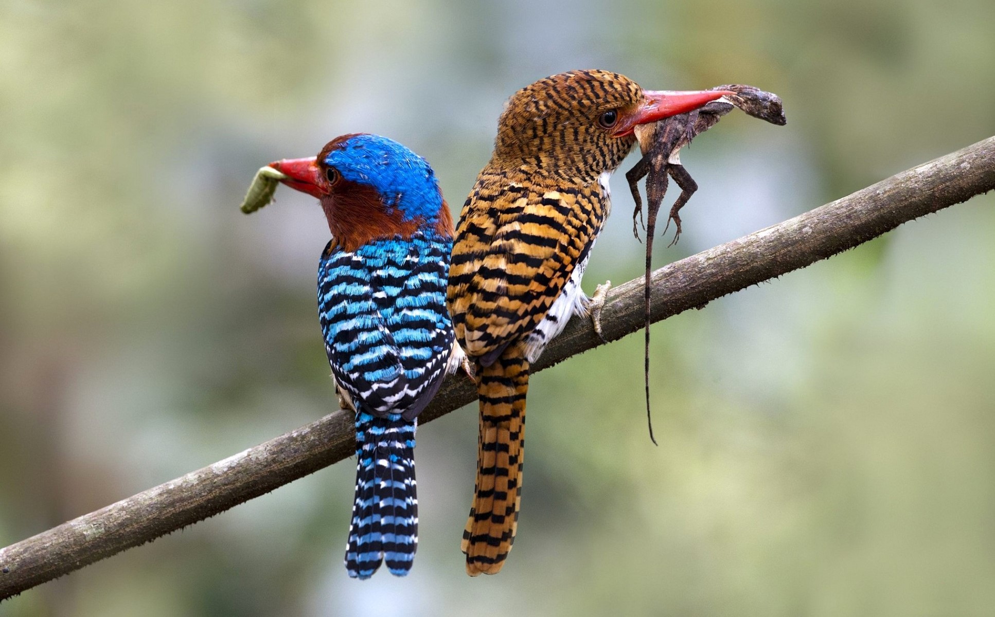 Two Banded Kingfishers with Prey on a Branch HD Wallpaper