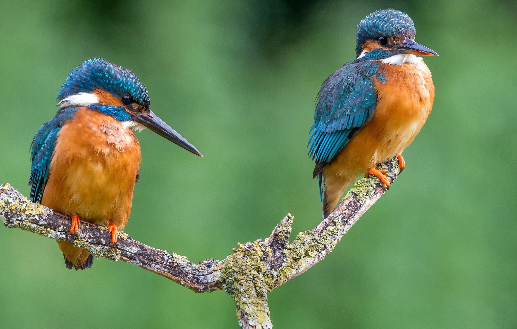 Two Common Kingfishers on a Branch HD Wallpaper