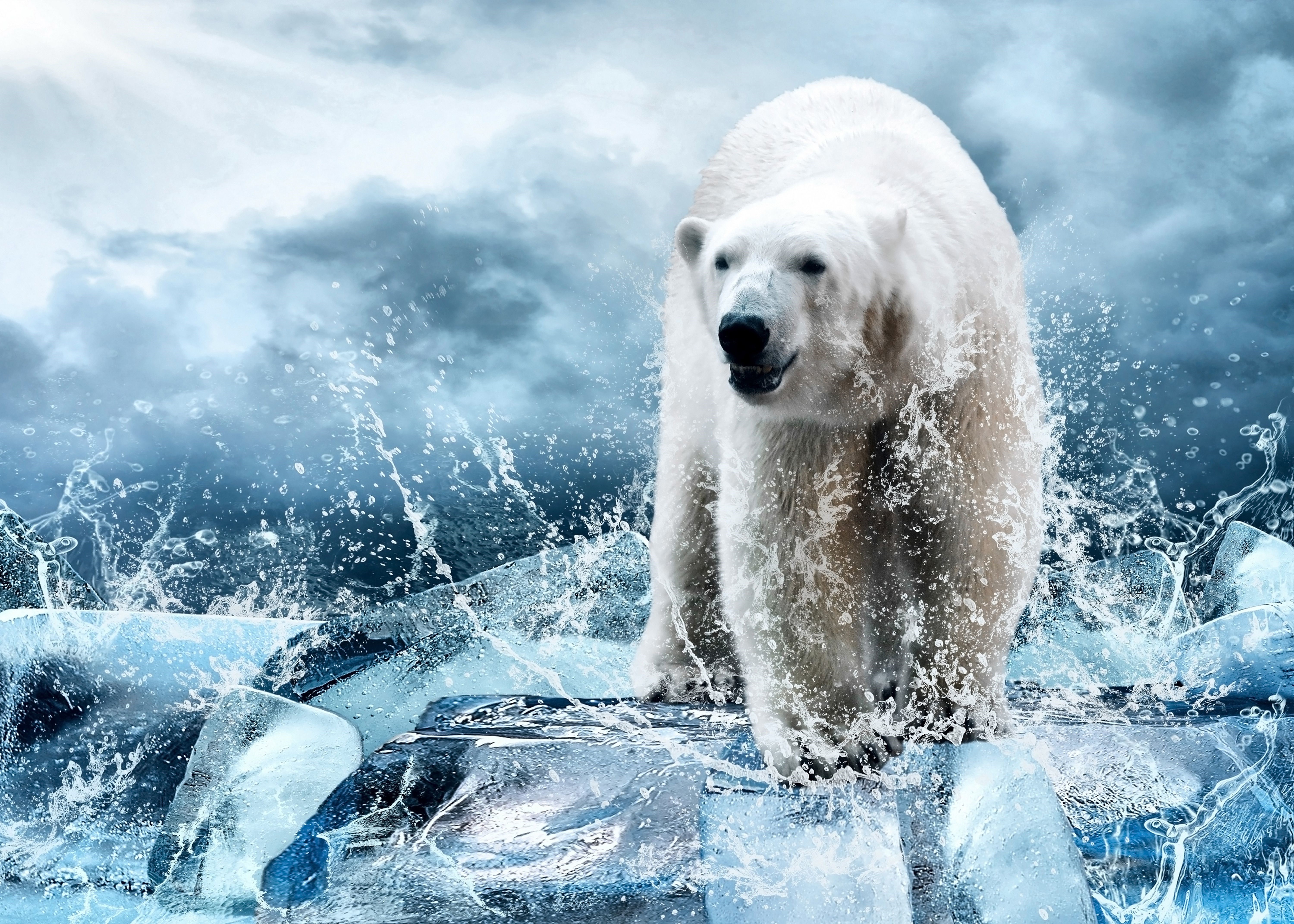 Polar bear on ice with water splashes HD Wallpaper