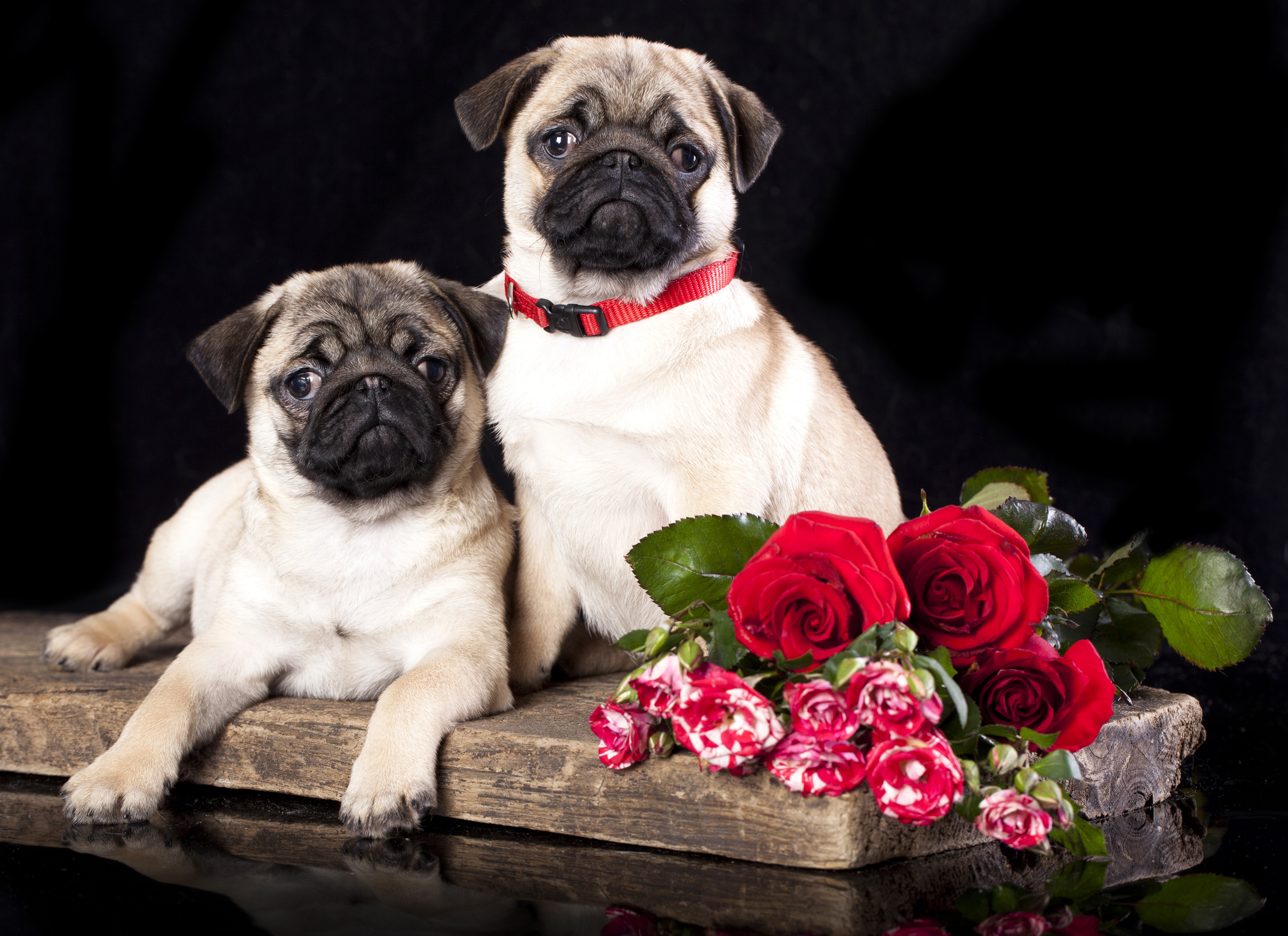Two Pugs with Red Roses HD Wallpaper