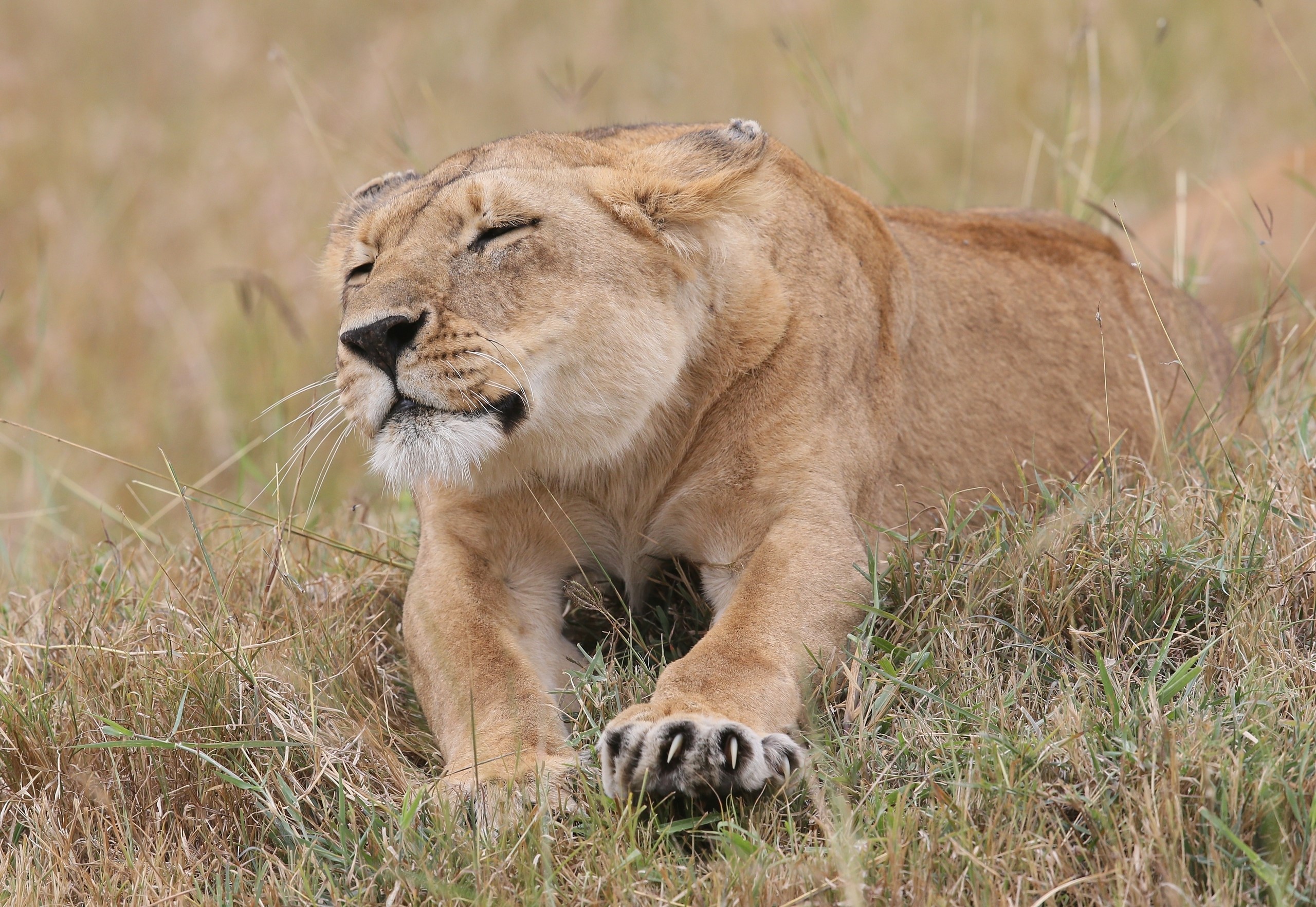 Lioness resting in dry grass HD Wallpaper
