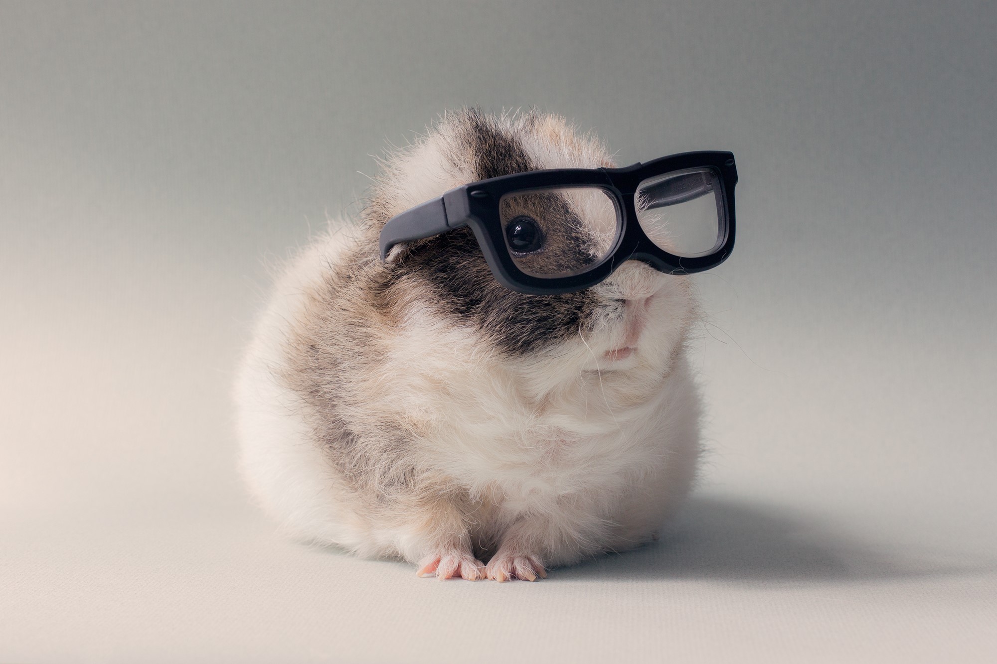 Guinea pig wearing black glasses HD Wallpaper