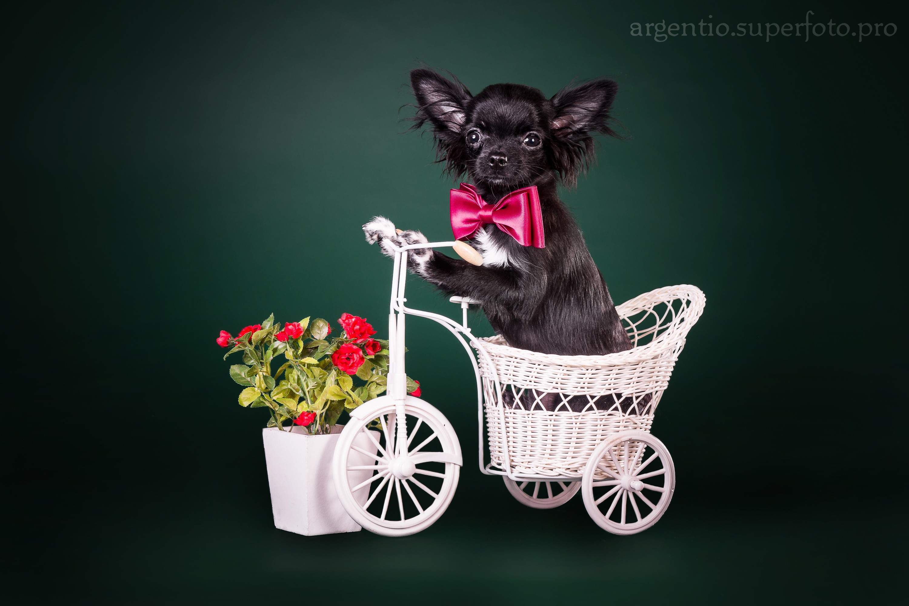 Black Chihuahua dog wearing a pink bow tie on a tricycle HD Wallpaper
