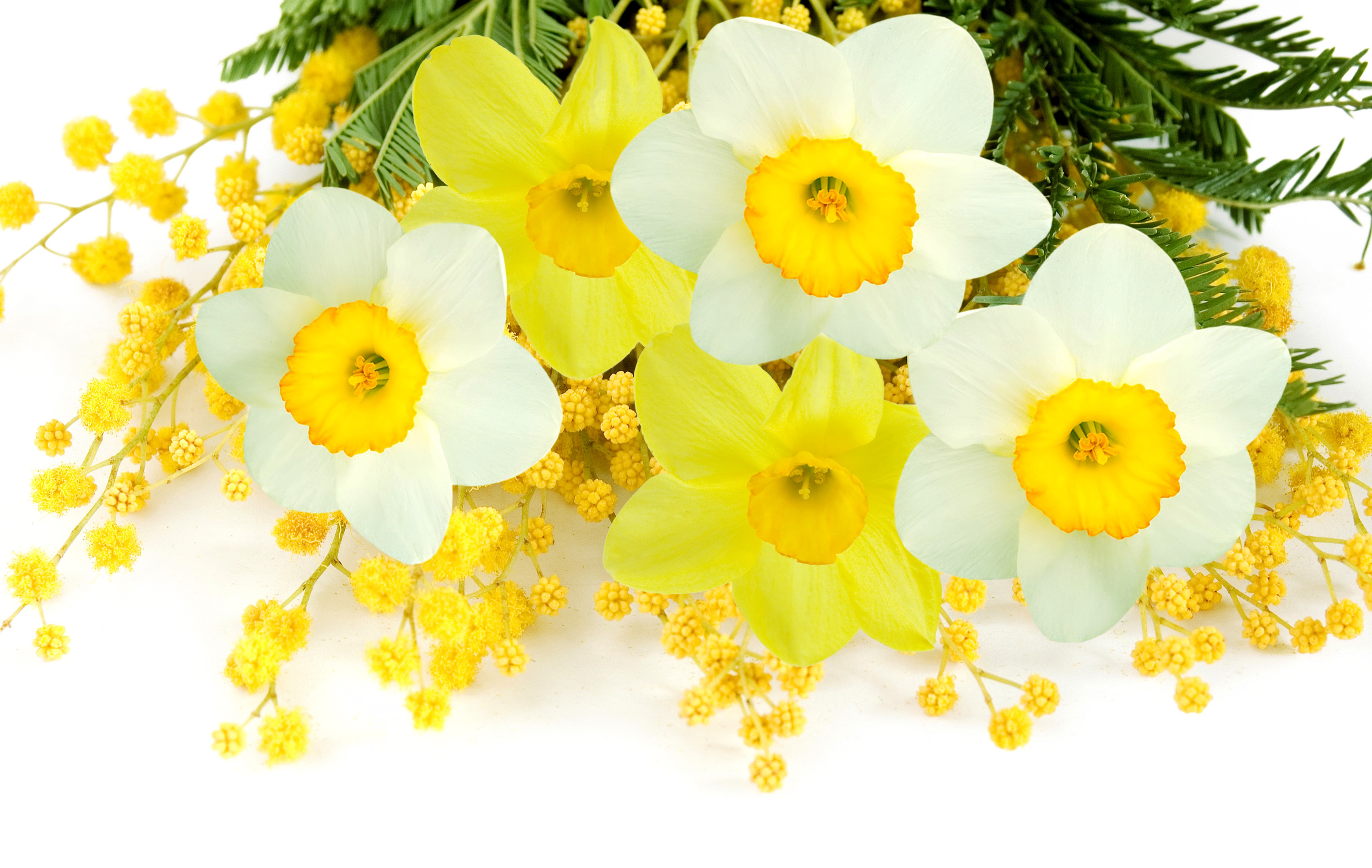Daffodils and Silver Wattle Flowers HD Wallpaper