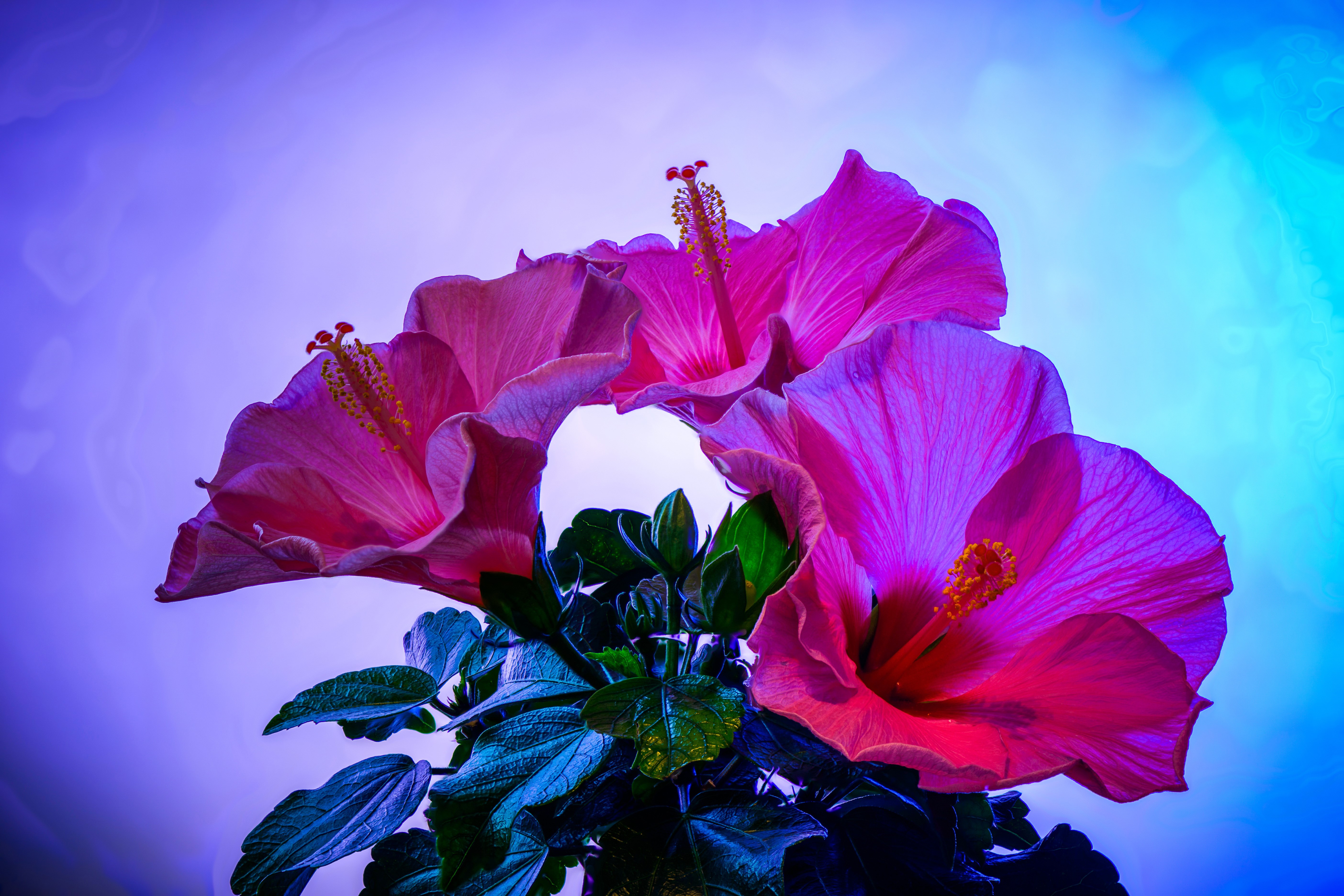 Pink Hibiscus Flowers with Green Leaves HD Wallpaper