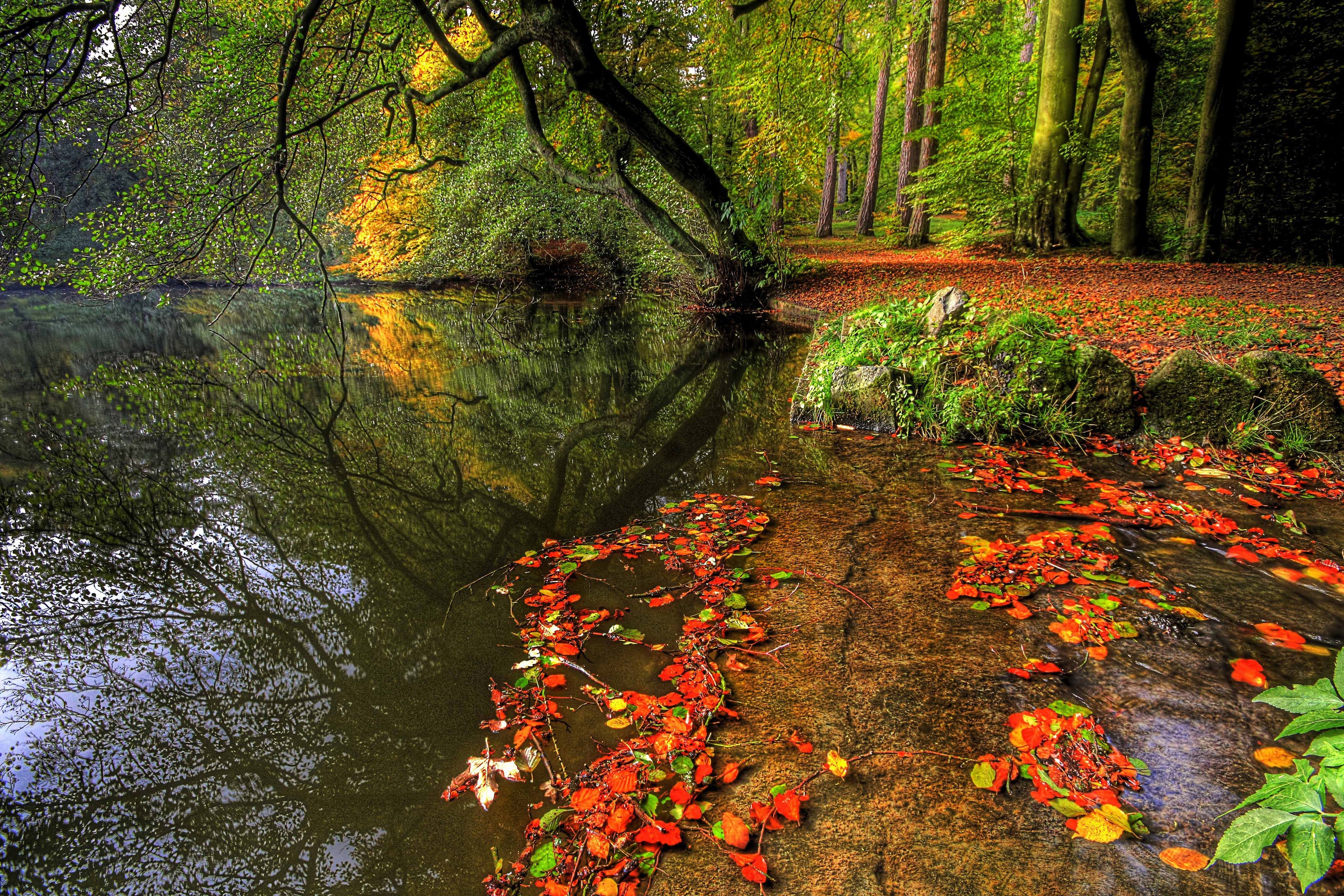 Autumn forest with a river and fallen leaves HD Wallpaper