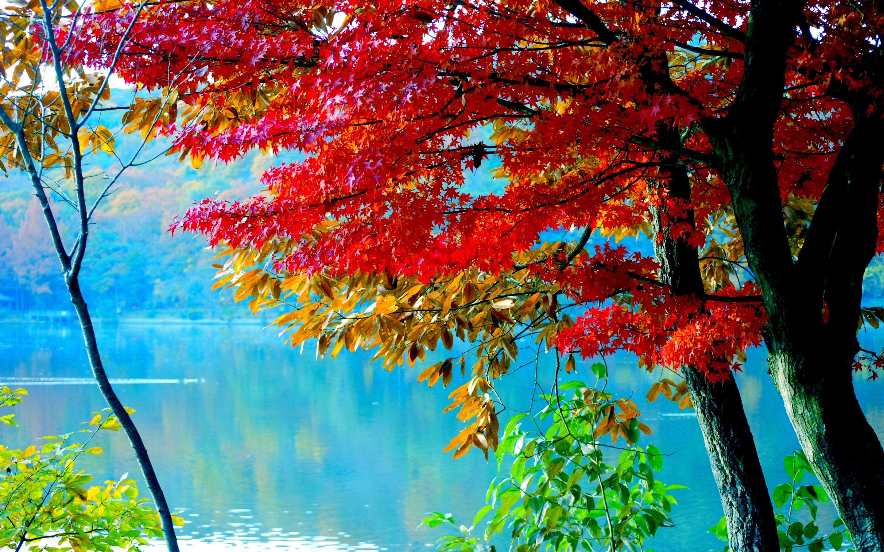 Autumn trees with red and yellow foliage by a lake HD Wallpaper