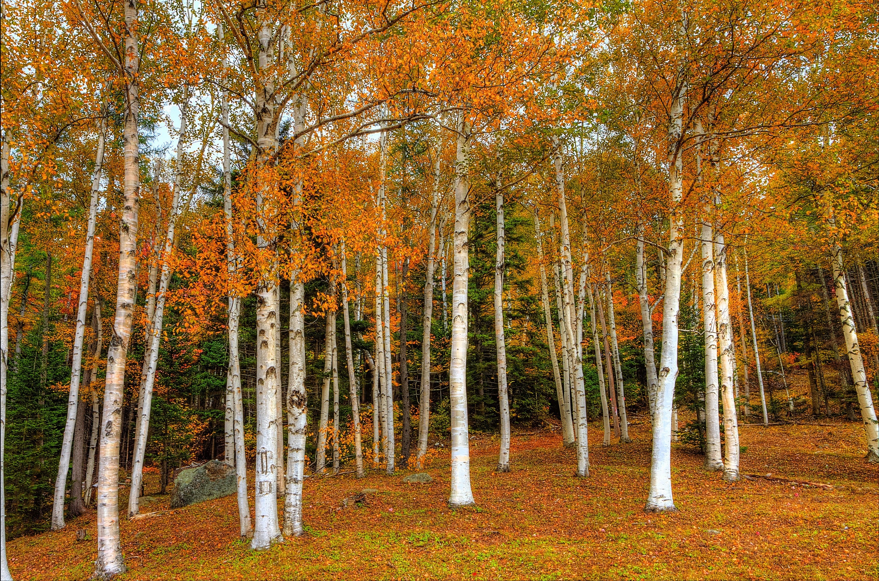 Birch trees in autumn forest with orange foliage HD Wallpaper