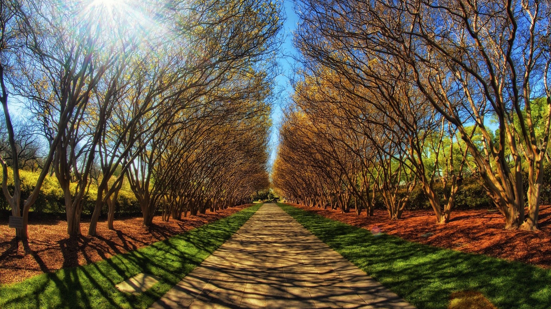 Tree-lined path in a park with sunbeams HD Wallpaper