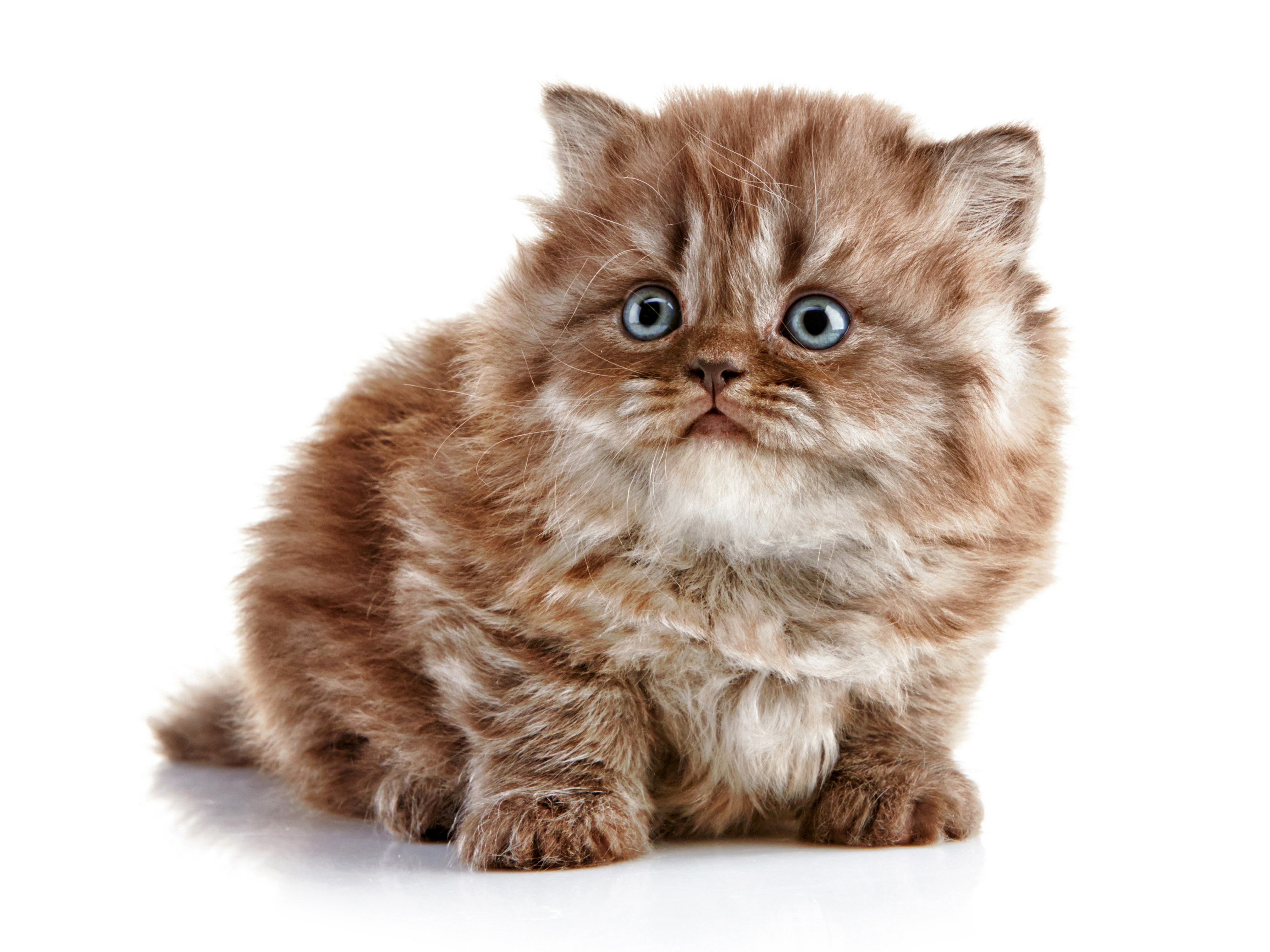 Fluffy brown kitten with blue eyes HD Wallpaper