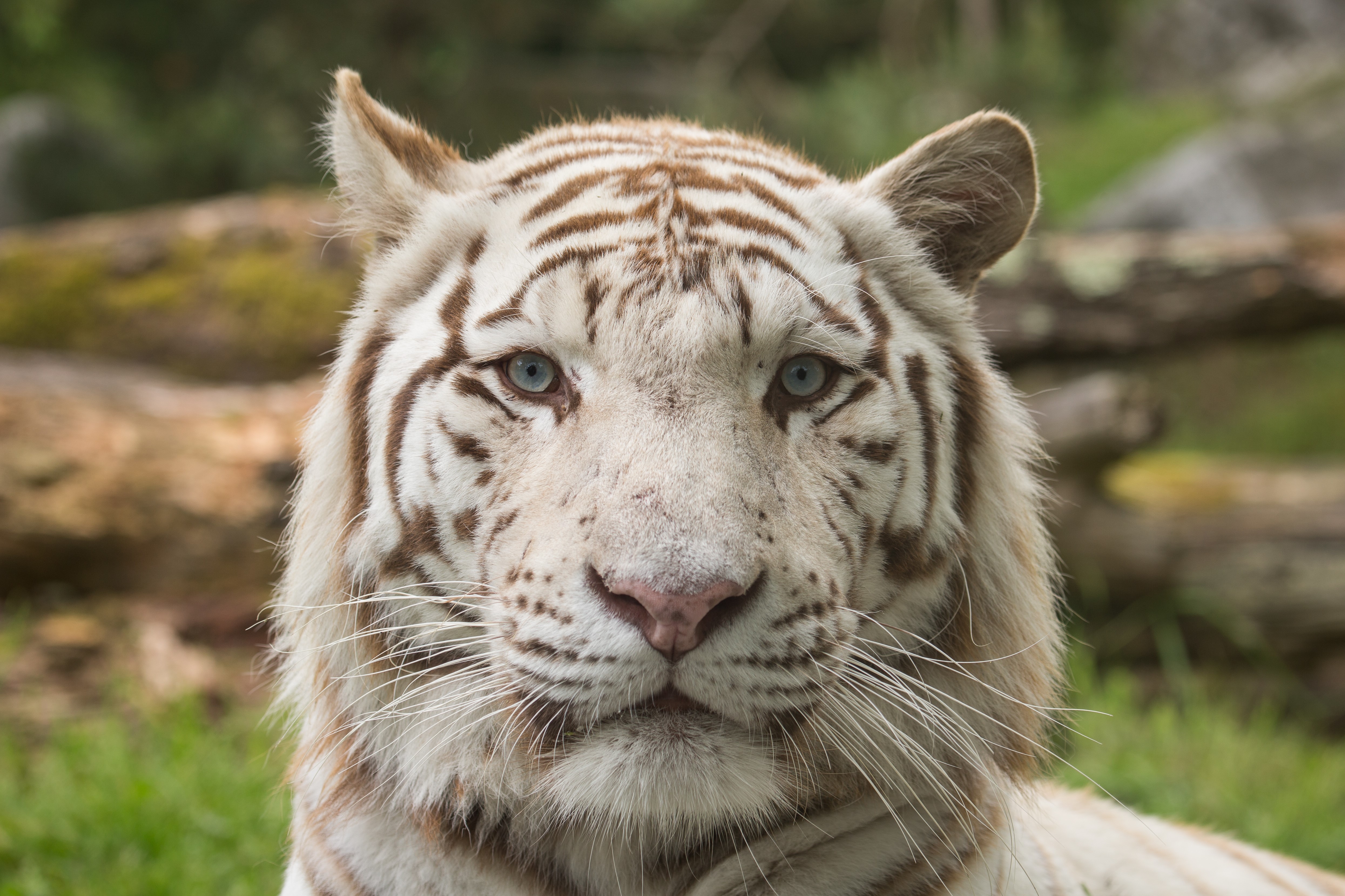 White Tiger with Blue Eyes HD Wallpaper