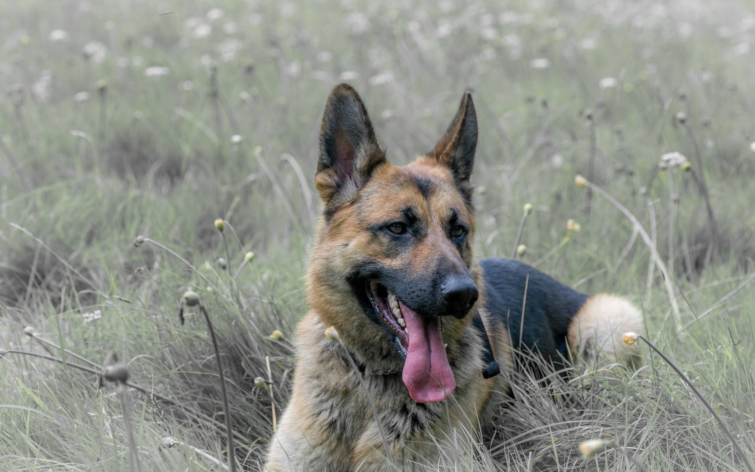 German Shepherd dog in a grassy field HD Wallpaper