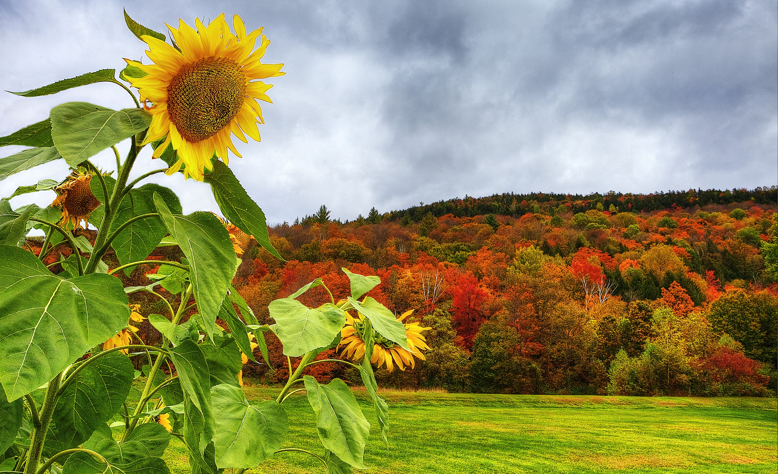 Sunflowers in Autumn Forest HD Wallpaper