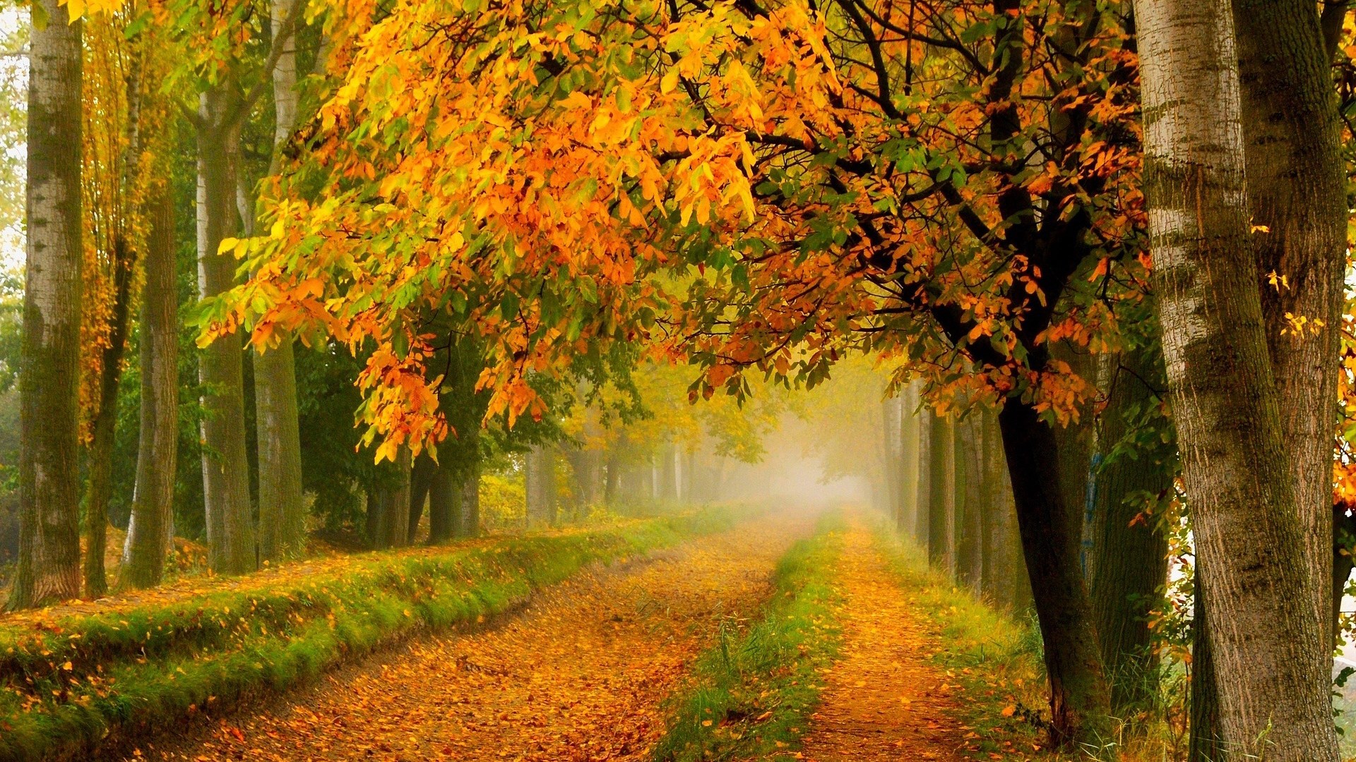 Autumn forest path with colorful leaves and fog HD Wallpaper