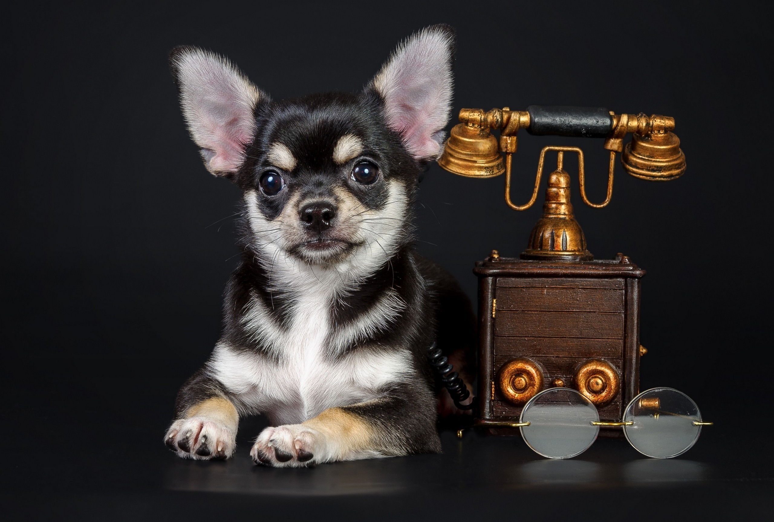 Chihuahua puppy with vintage telephone and glasses HD Wallpaper