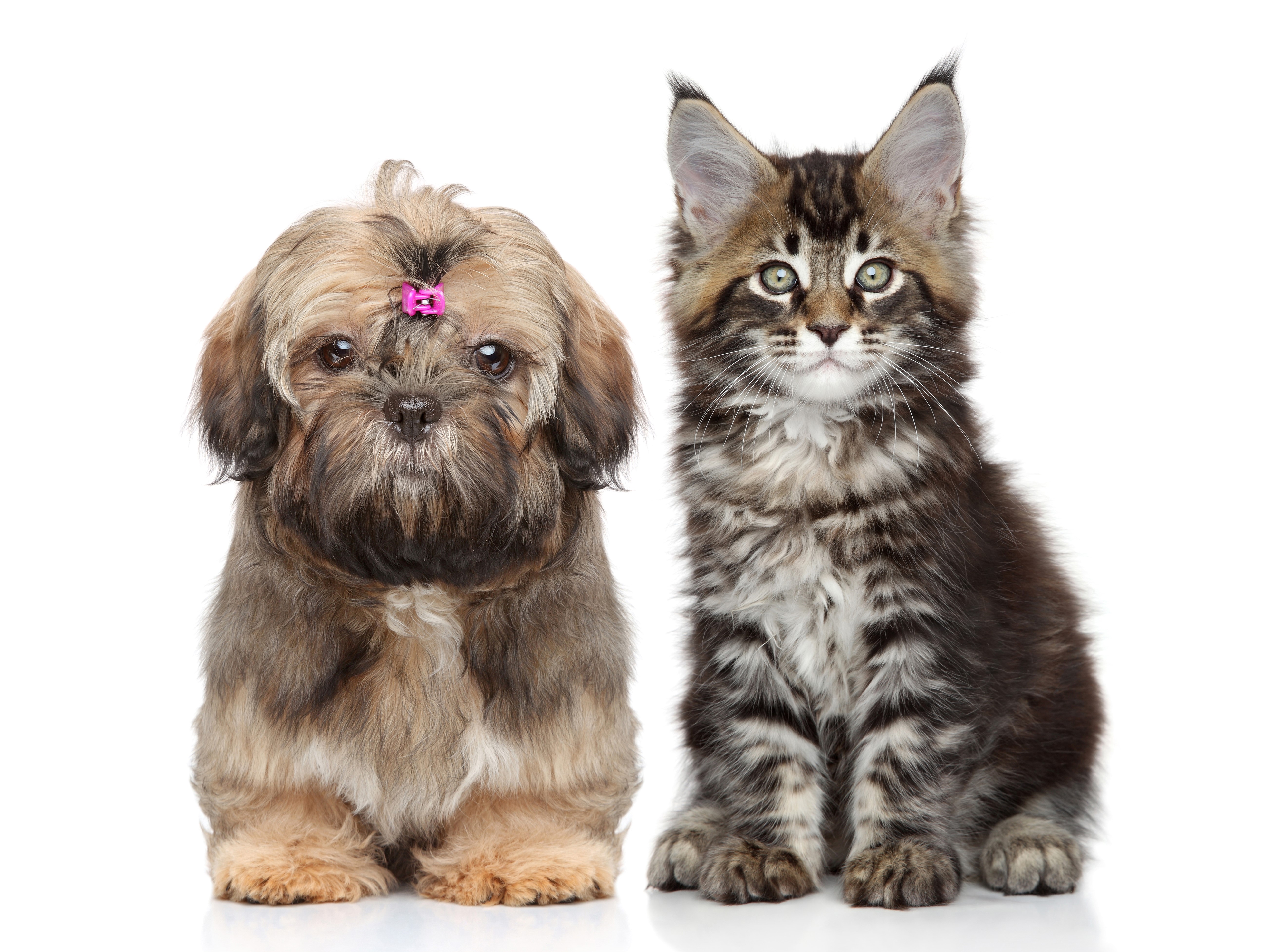Shih Tzu puppy and Maine Coon kitten HD Wallpaper