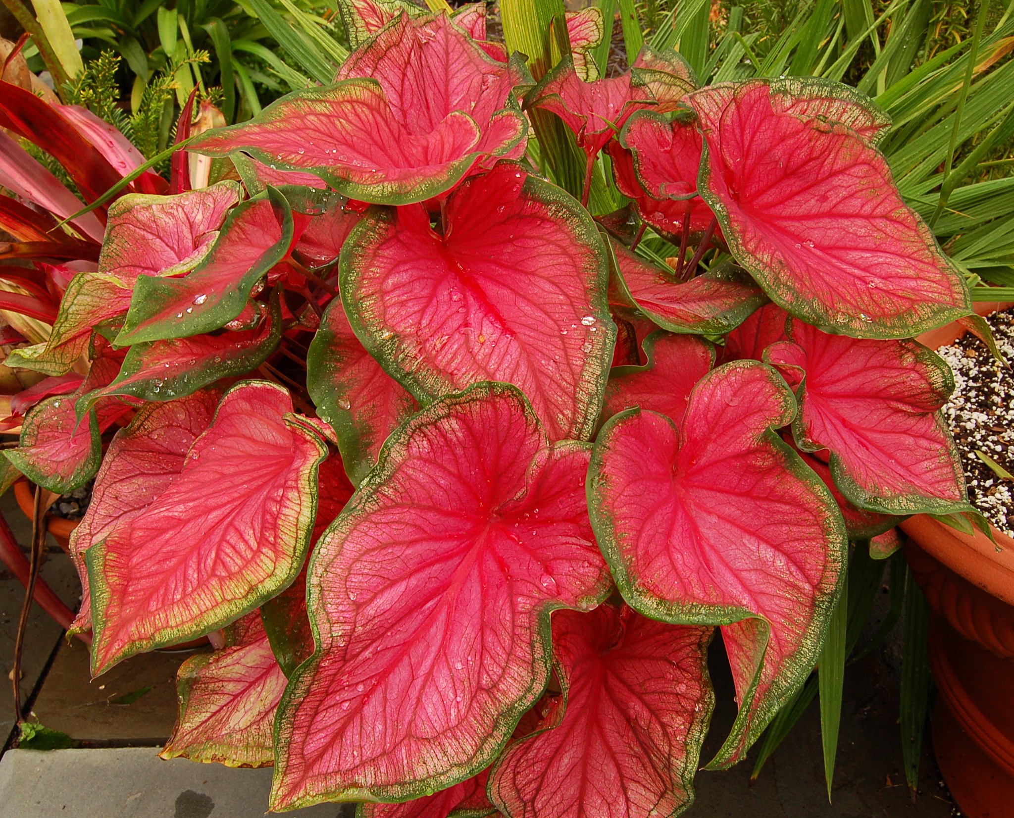 Close-up of pink Caladium leaves with green edges HD Wallpaper