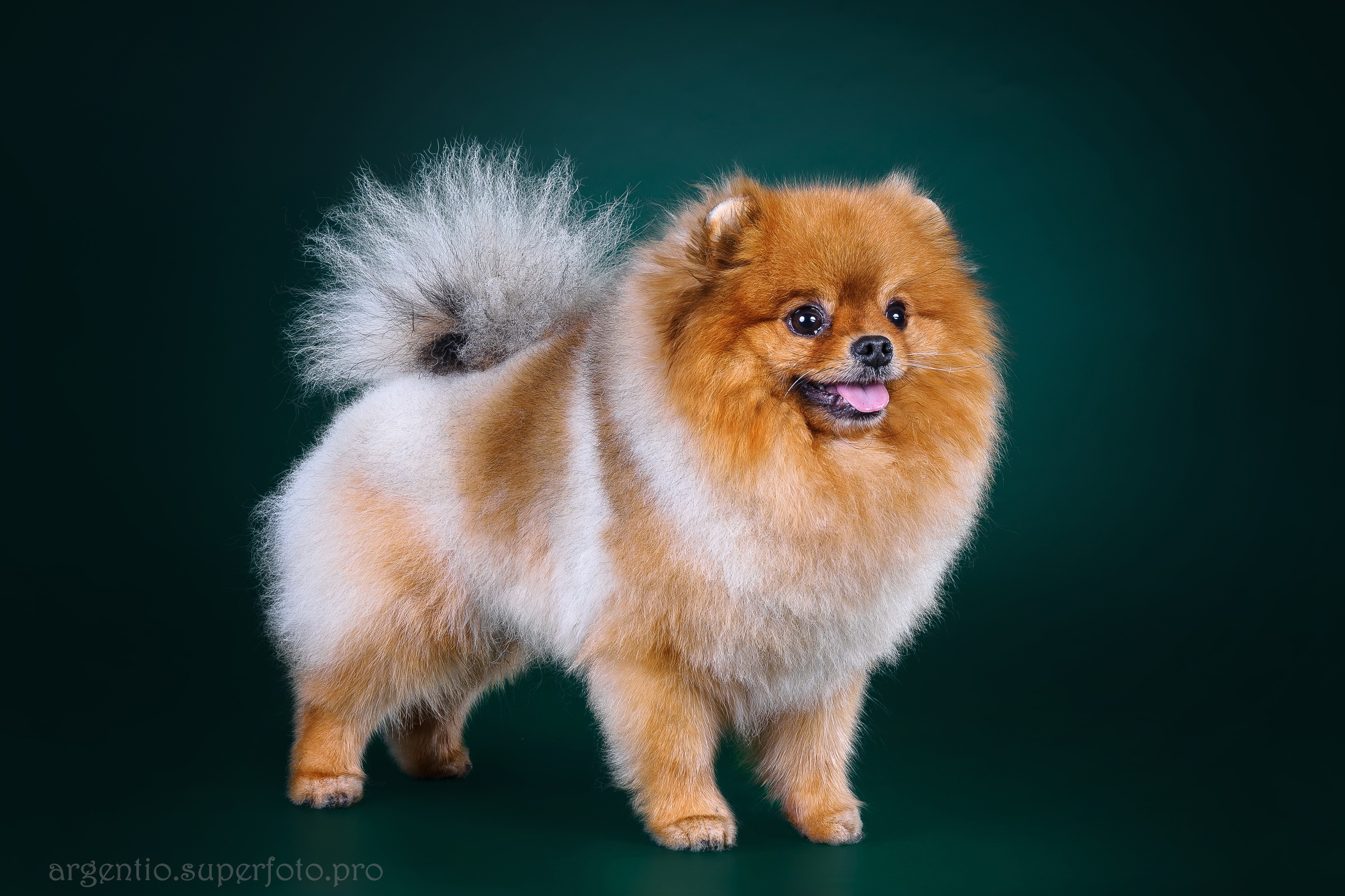 A Pomeranian dog with orange and white fur HD Wallpaper