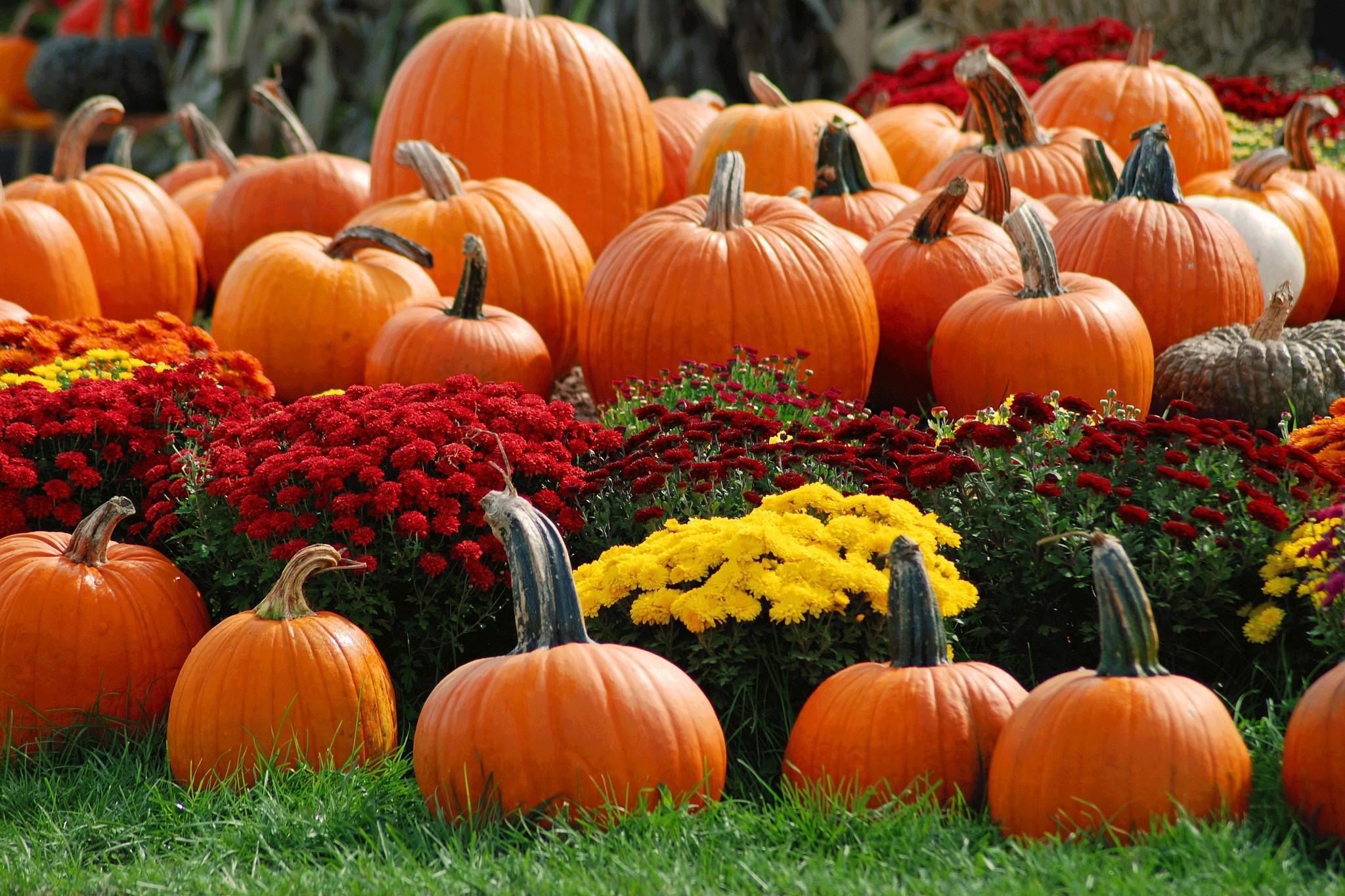 Pumpkins and Mums in a Fall Display HD Wallpaper