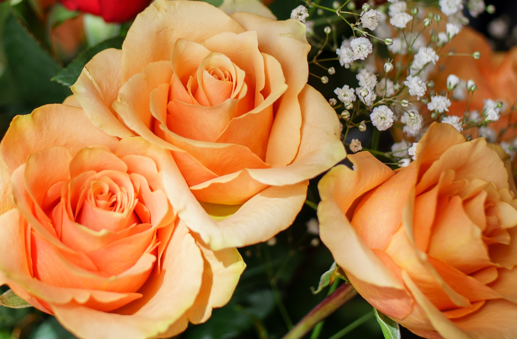 Close-up of three orange roses with baby's breath HD Wallpaper