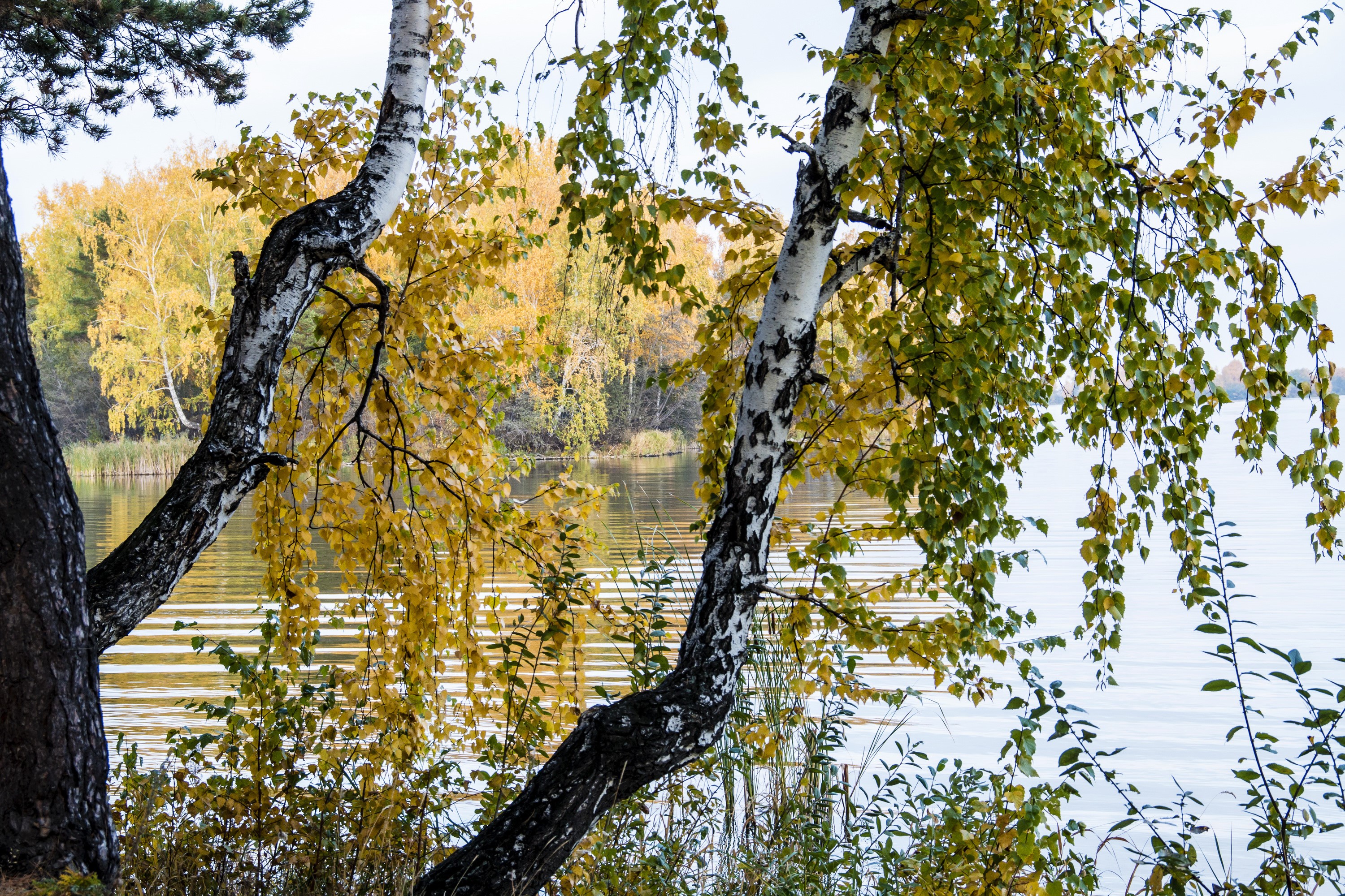 Autumn Birch Trees by a River HD Wallpaper