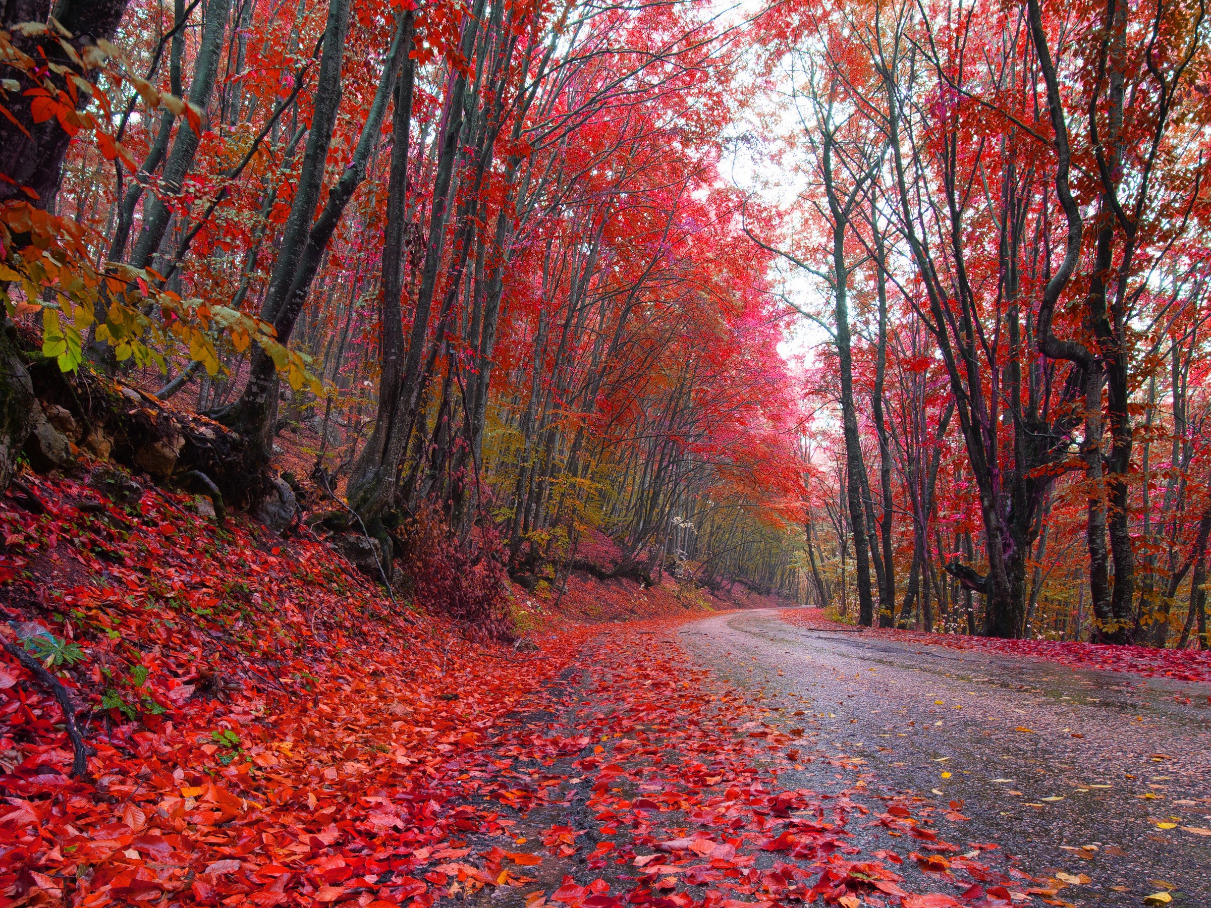 Autumn forest road covered in red leaves HD Wallpaper
