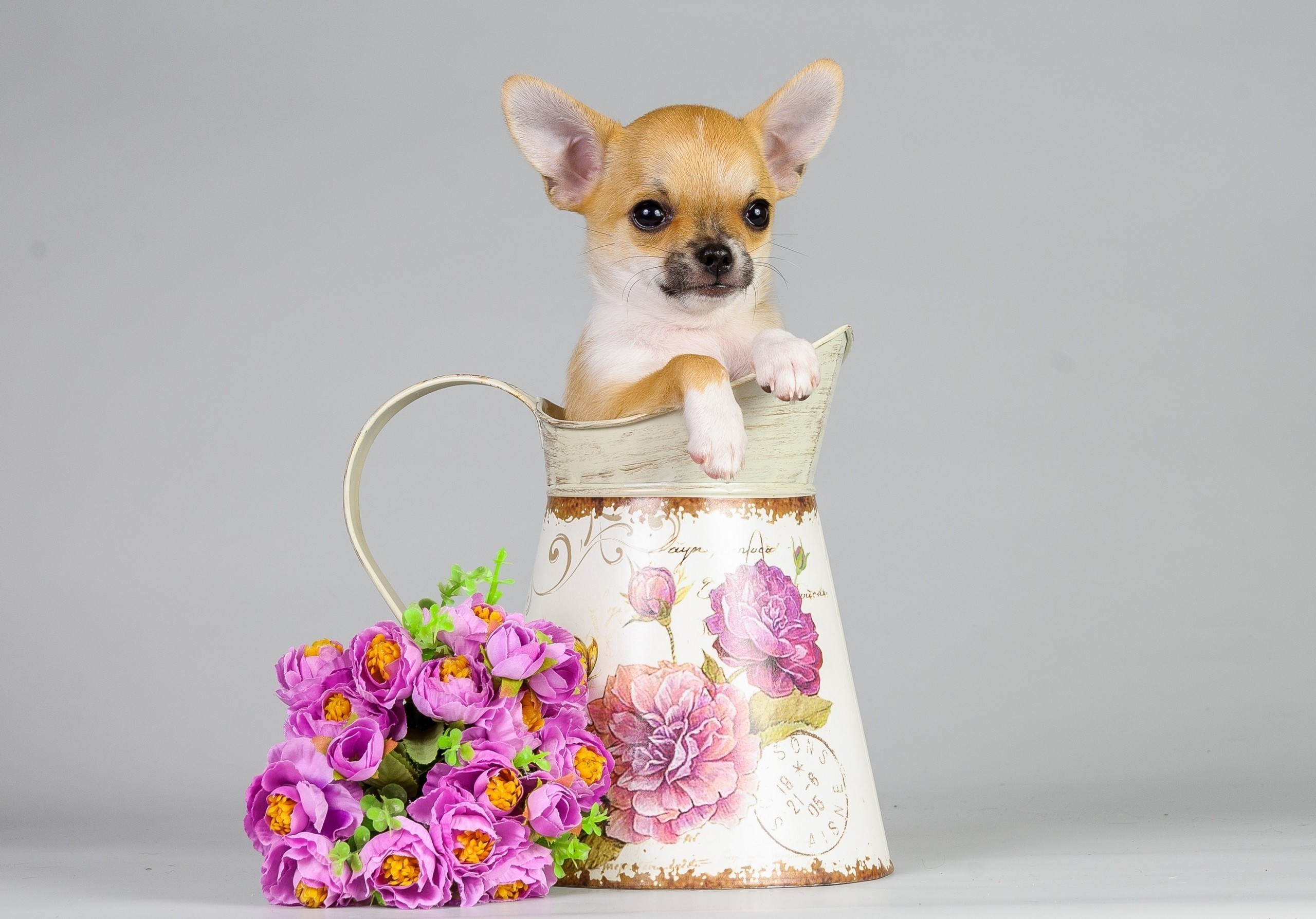 Chihuahua puppy in a decorative pitcher with flowers HD Wallpaper