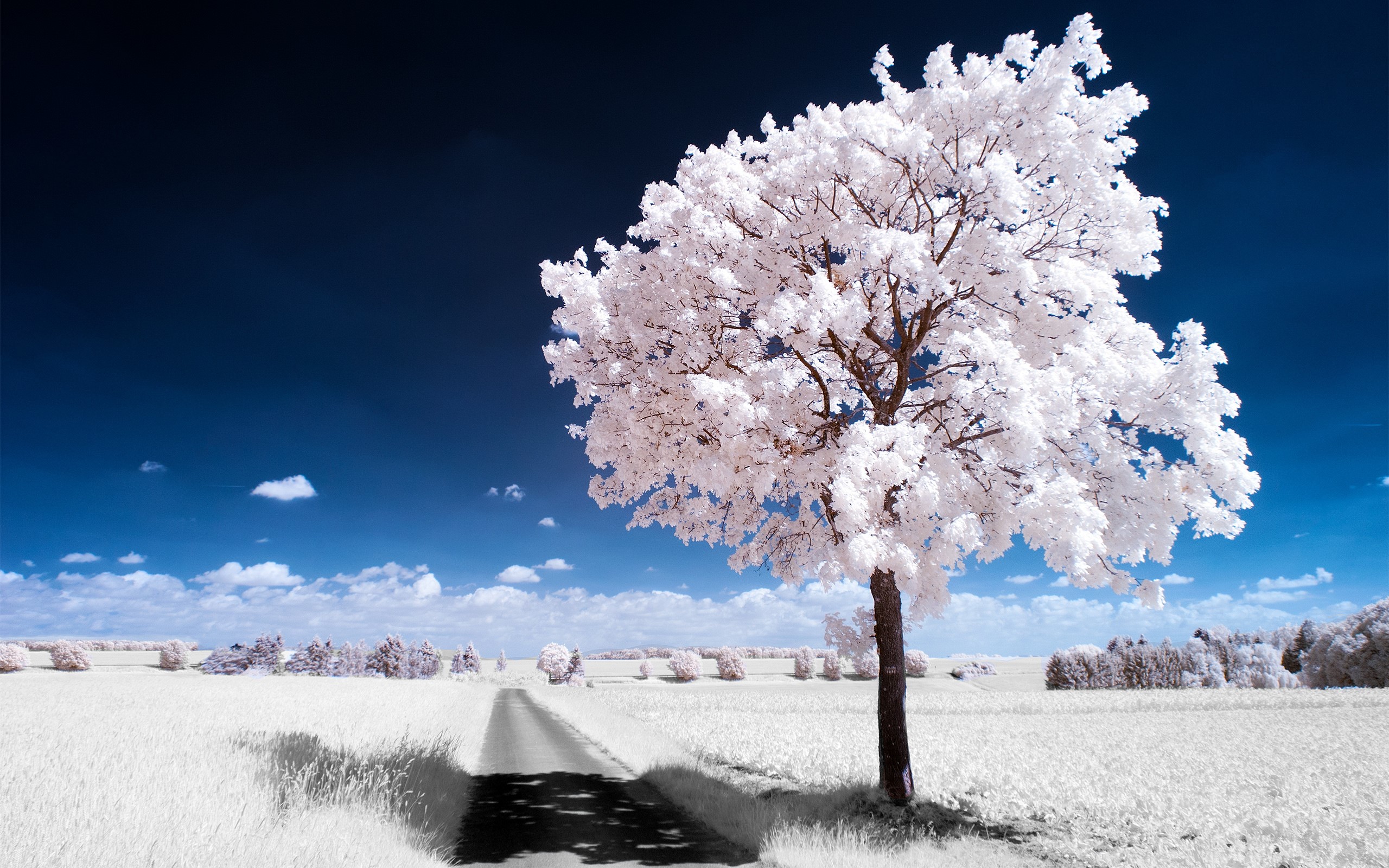 Christian Kern with trees and road HD Wallpaper