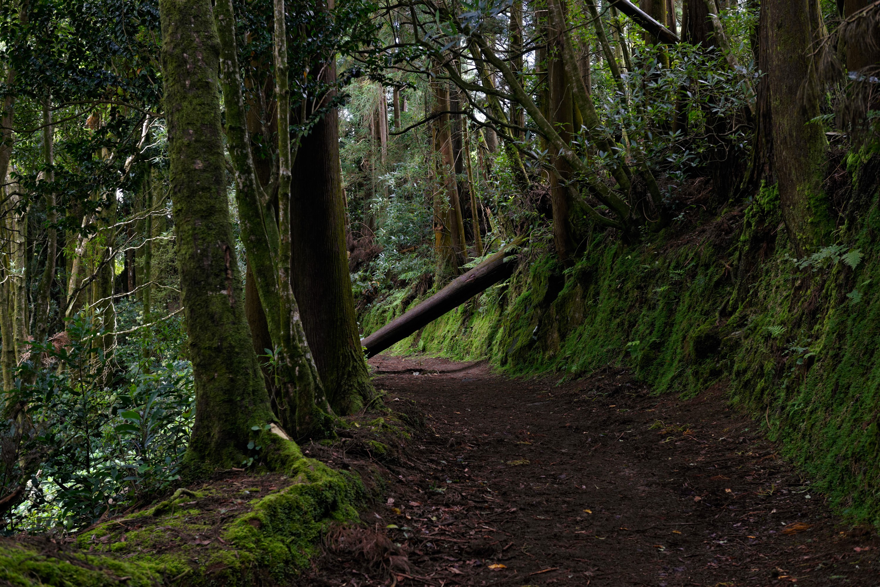 Forest trail in Azores, Portugal HD Wallpaper