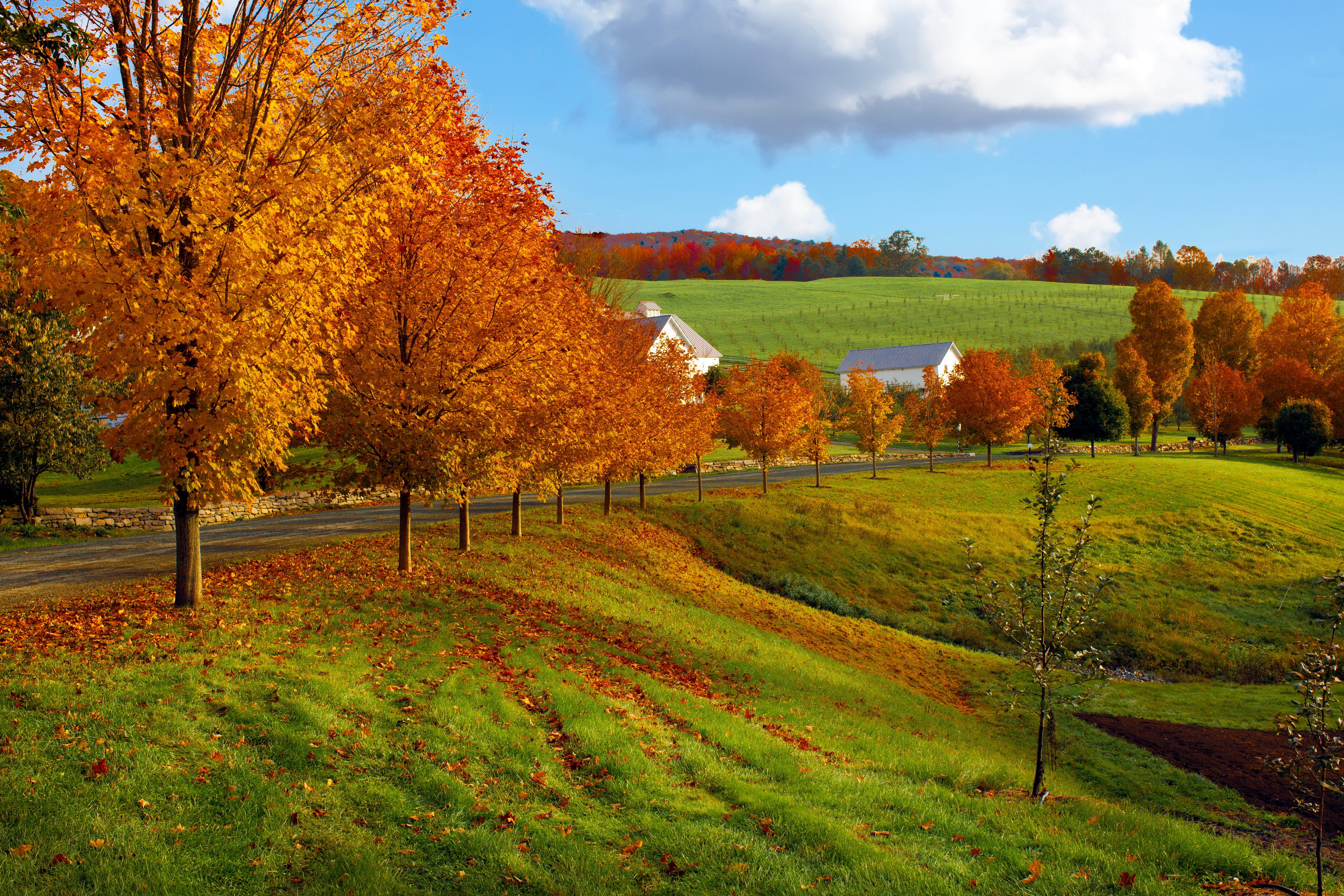 Autumn Landscape with Trees and Farms HD Wallpaper