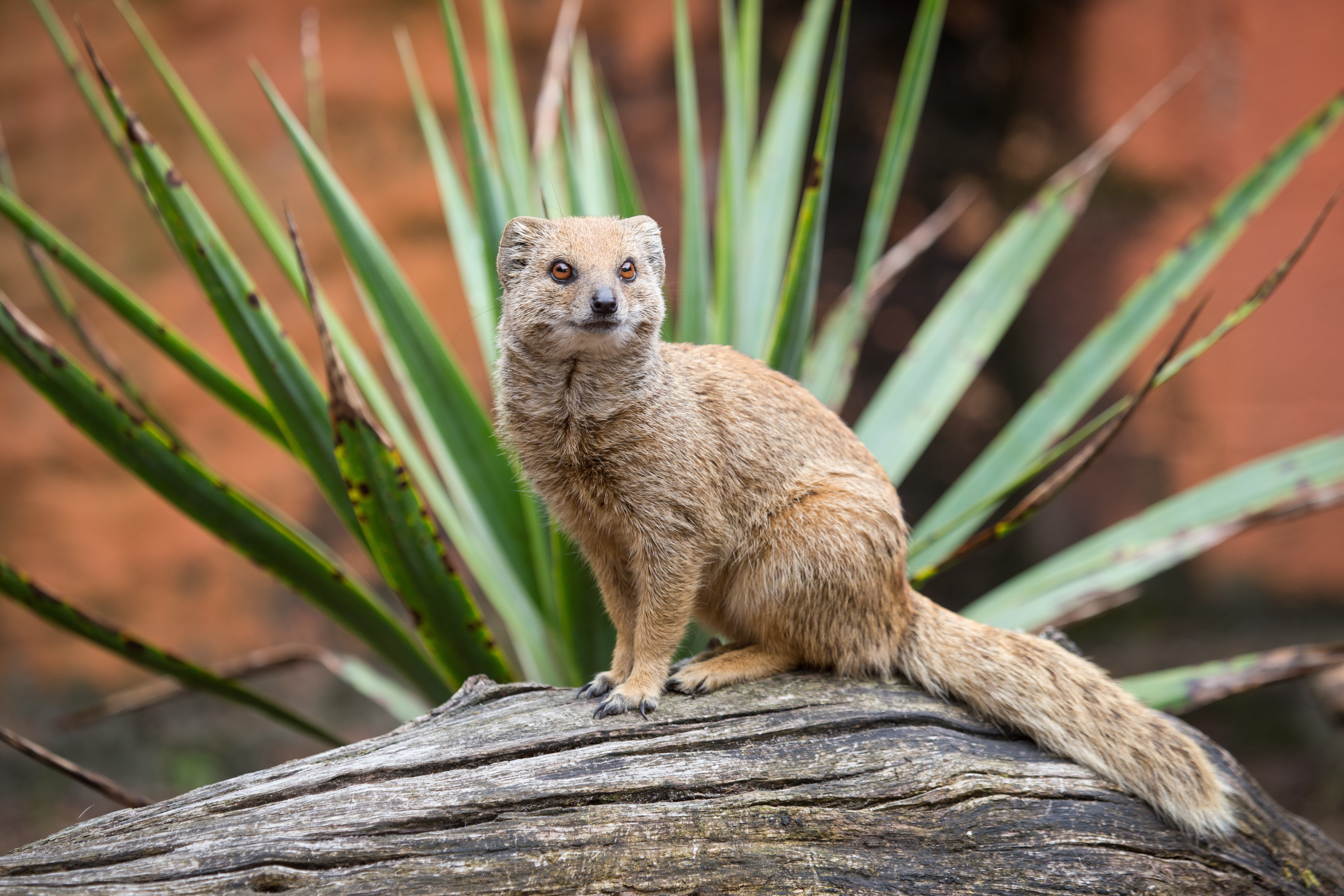 Yellow Mongoose on a log HD Wallpaper