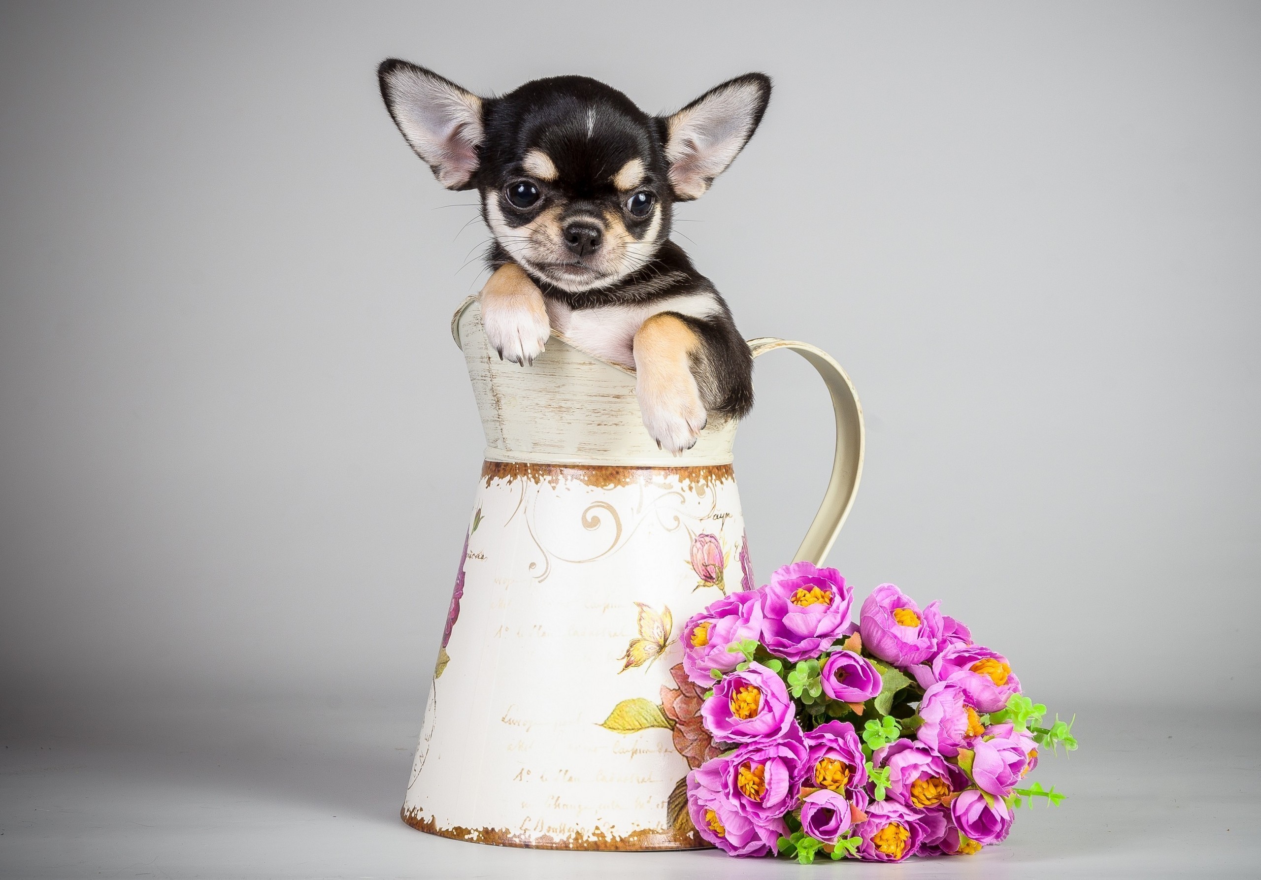 Chihuahua puppy in a pitcher with flowers HD Wallpaper