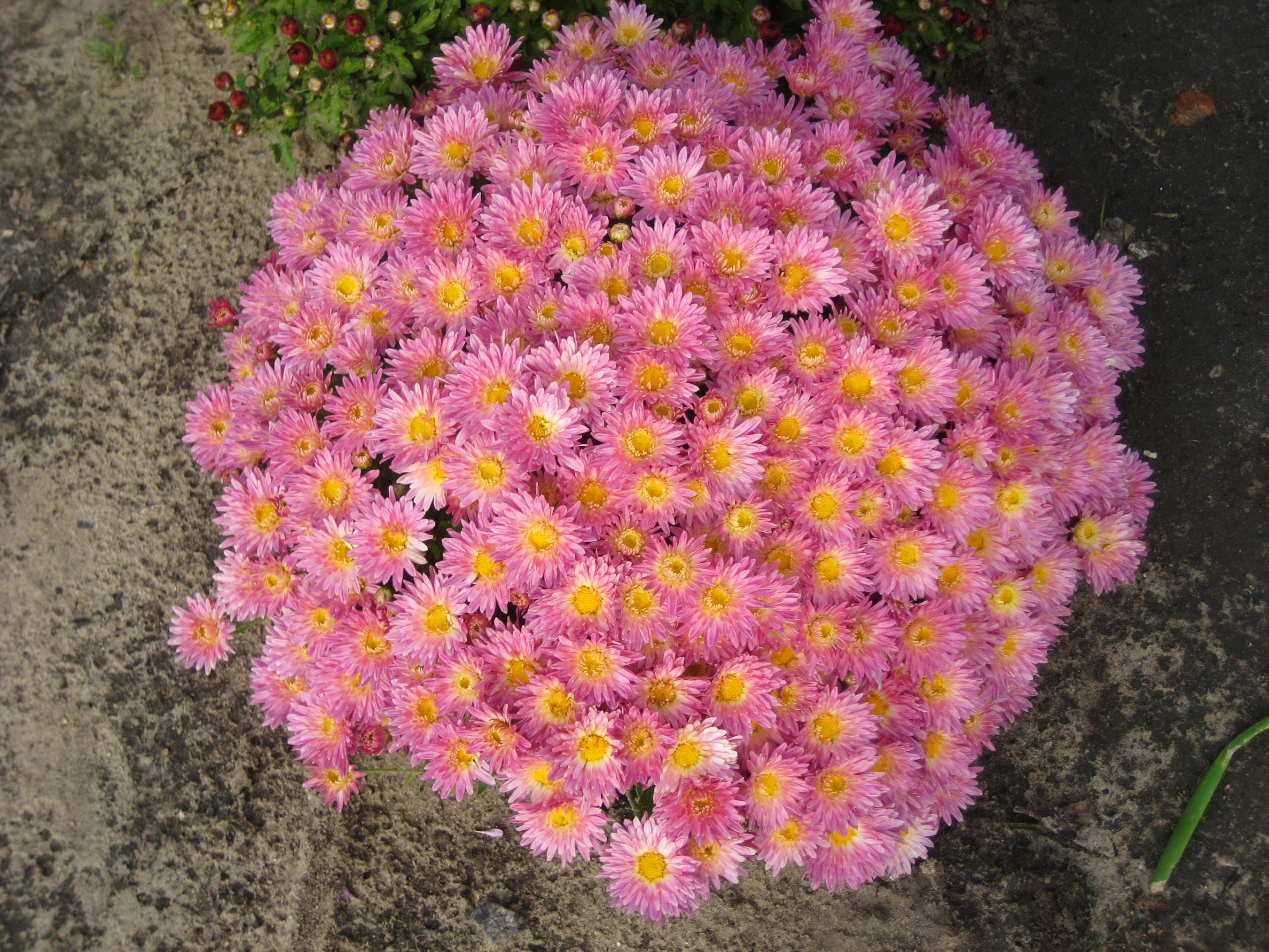 Pink Chrysanthemums in a Garden HD Wallpaper