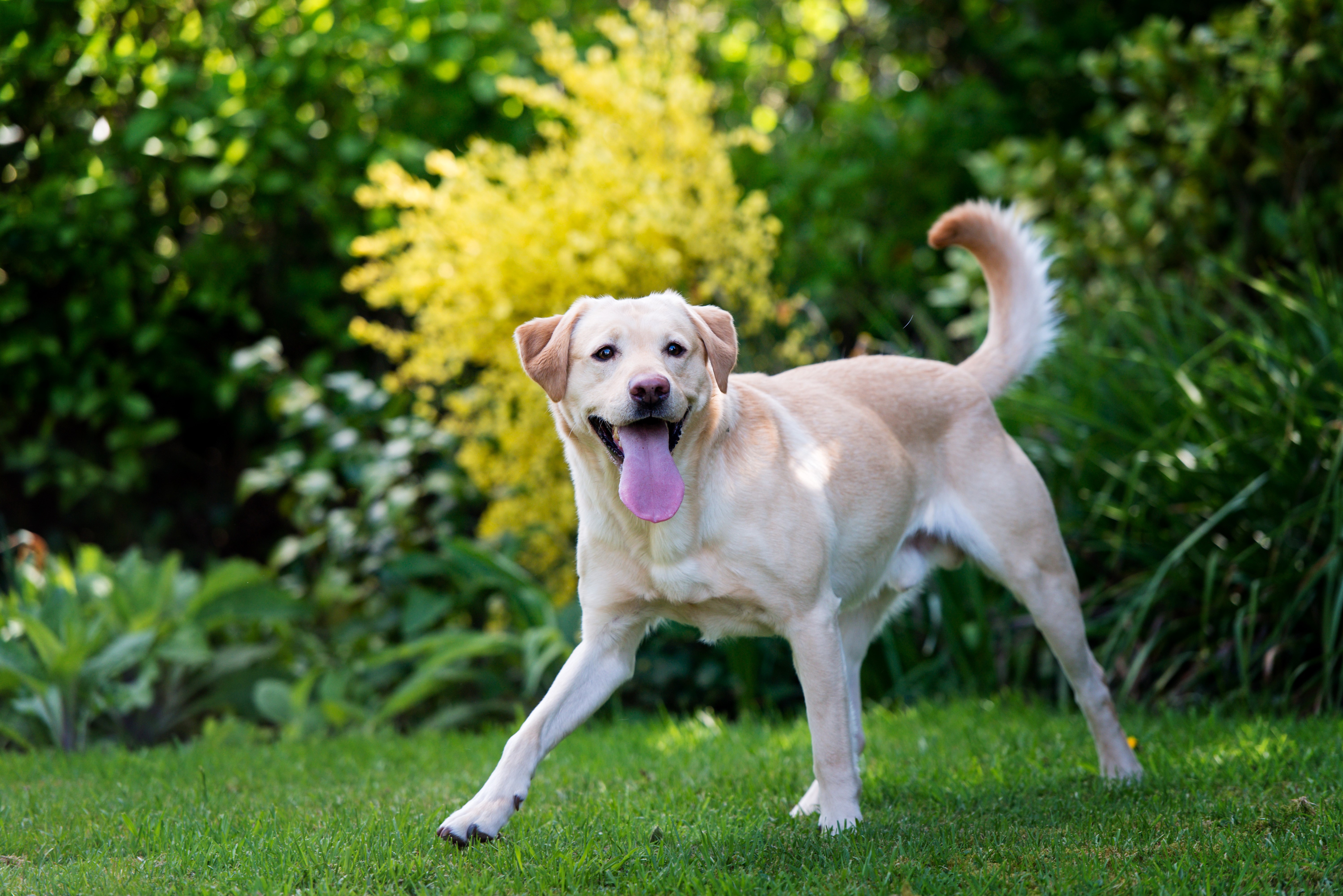 Yellow Labrador Retriever Dog in Garden HD Wallpaper