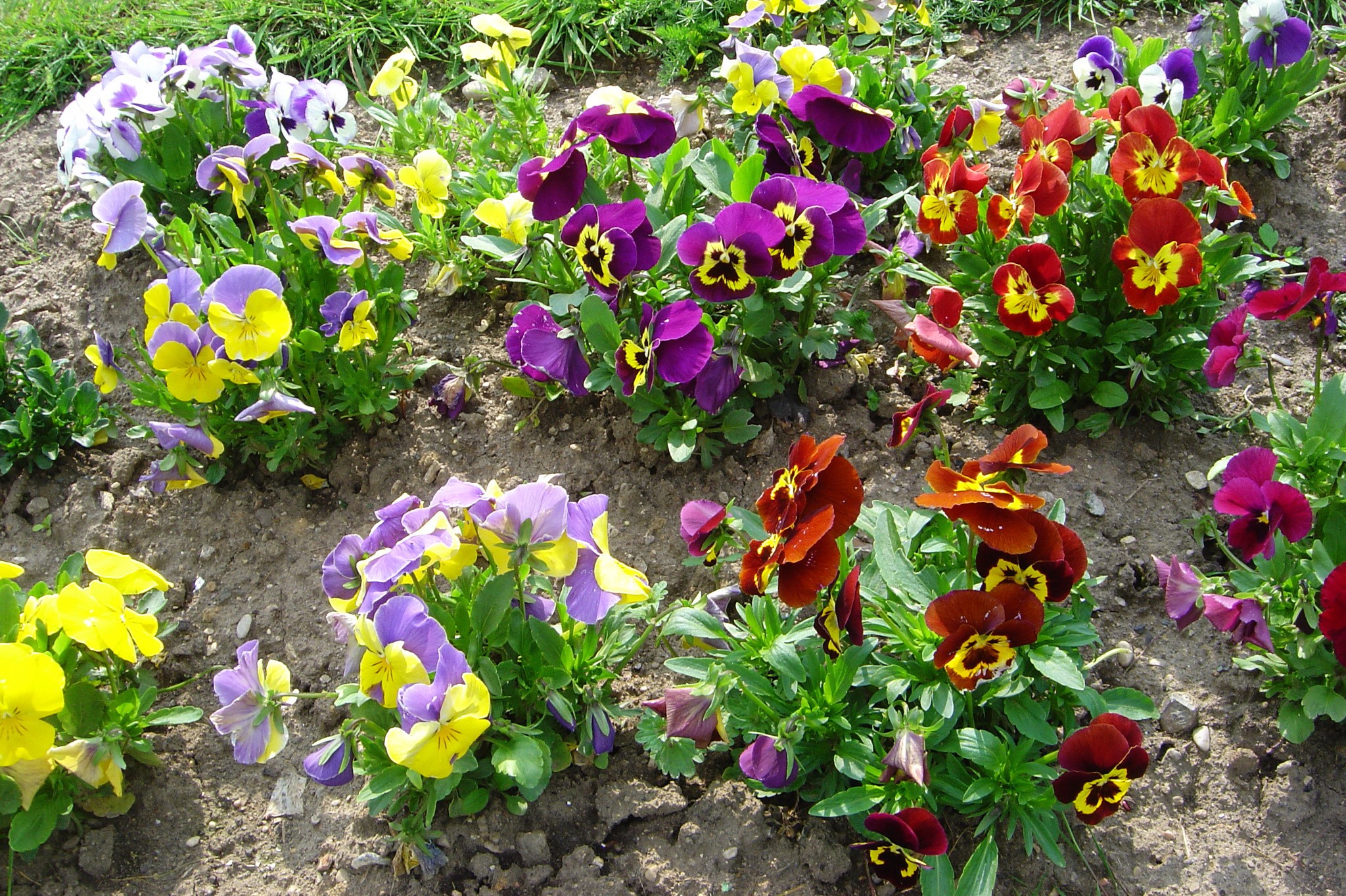 A bed of colorful pansies in bloom HD Wallpaper