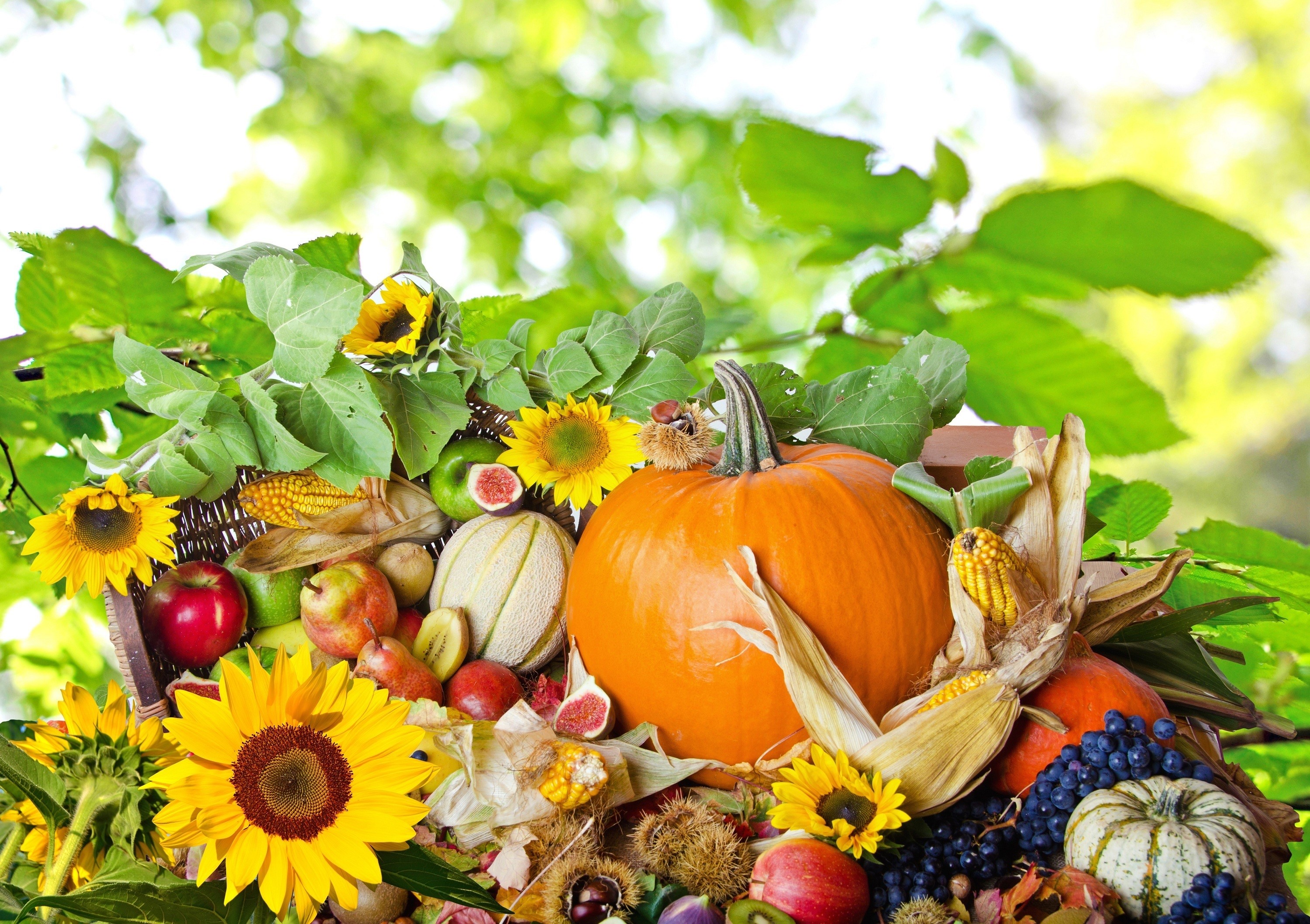 Autumn harvest still life with pumpkin, sunflowers, and grapes HD Wallpaper