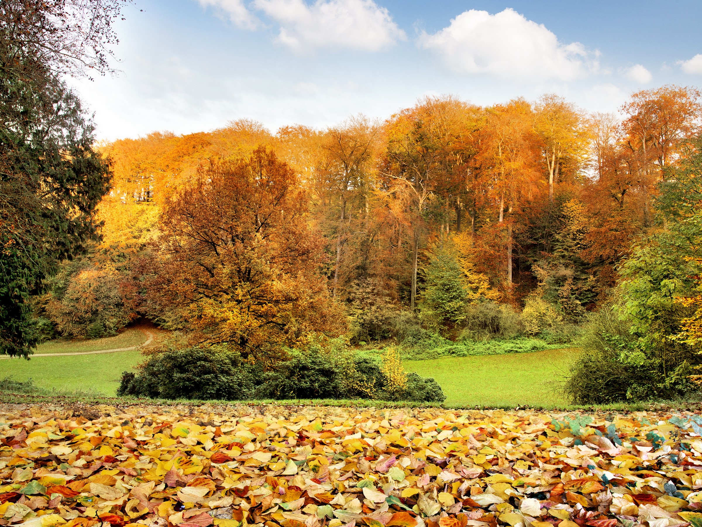 Autumn forest with fallen leaves on the ground HD Wallpaper